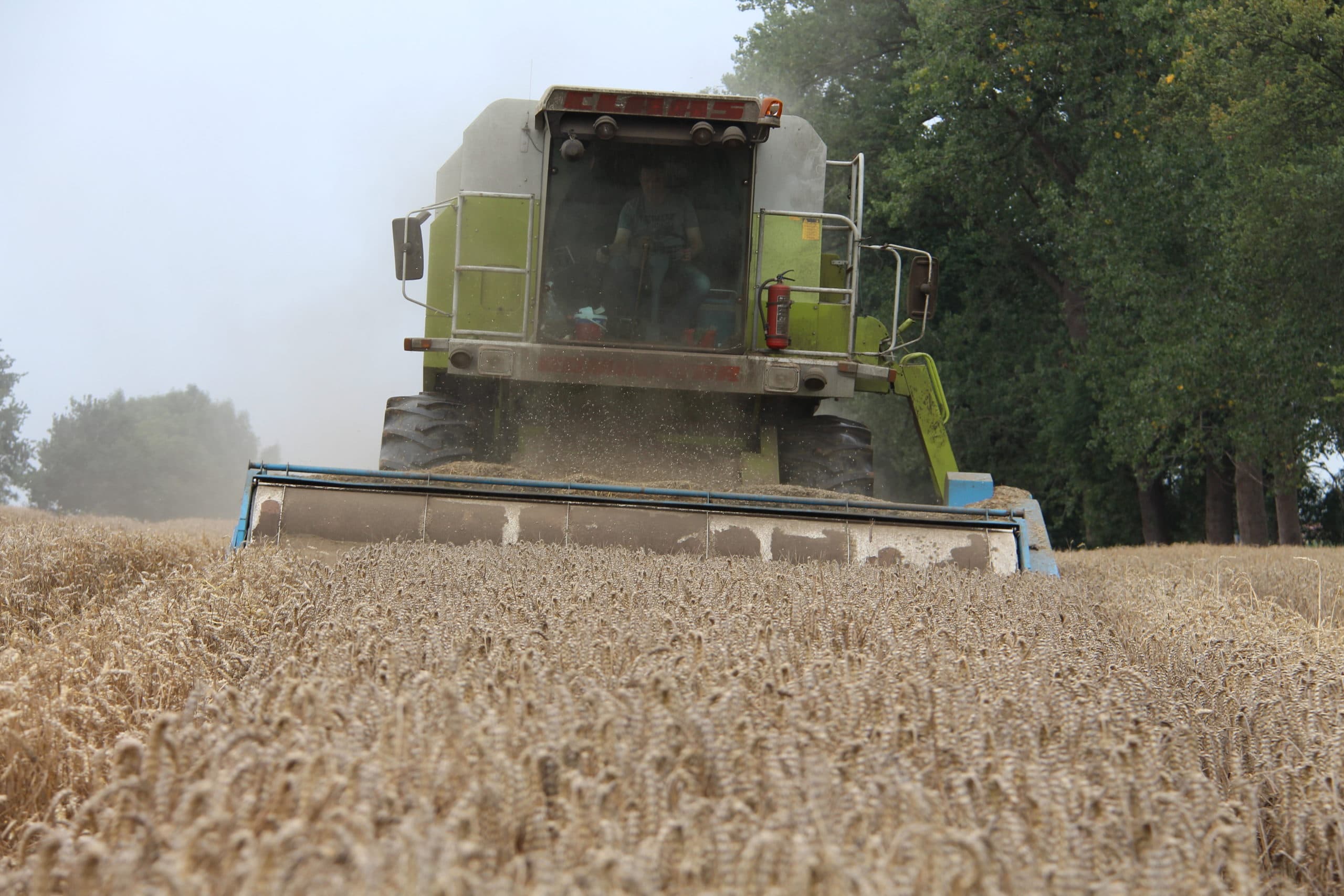 Ruim 70 hectare tarwe is met de arenstripper door loonwerker Frank Timmers geoogst. Fotos: Guus Queisen
