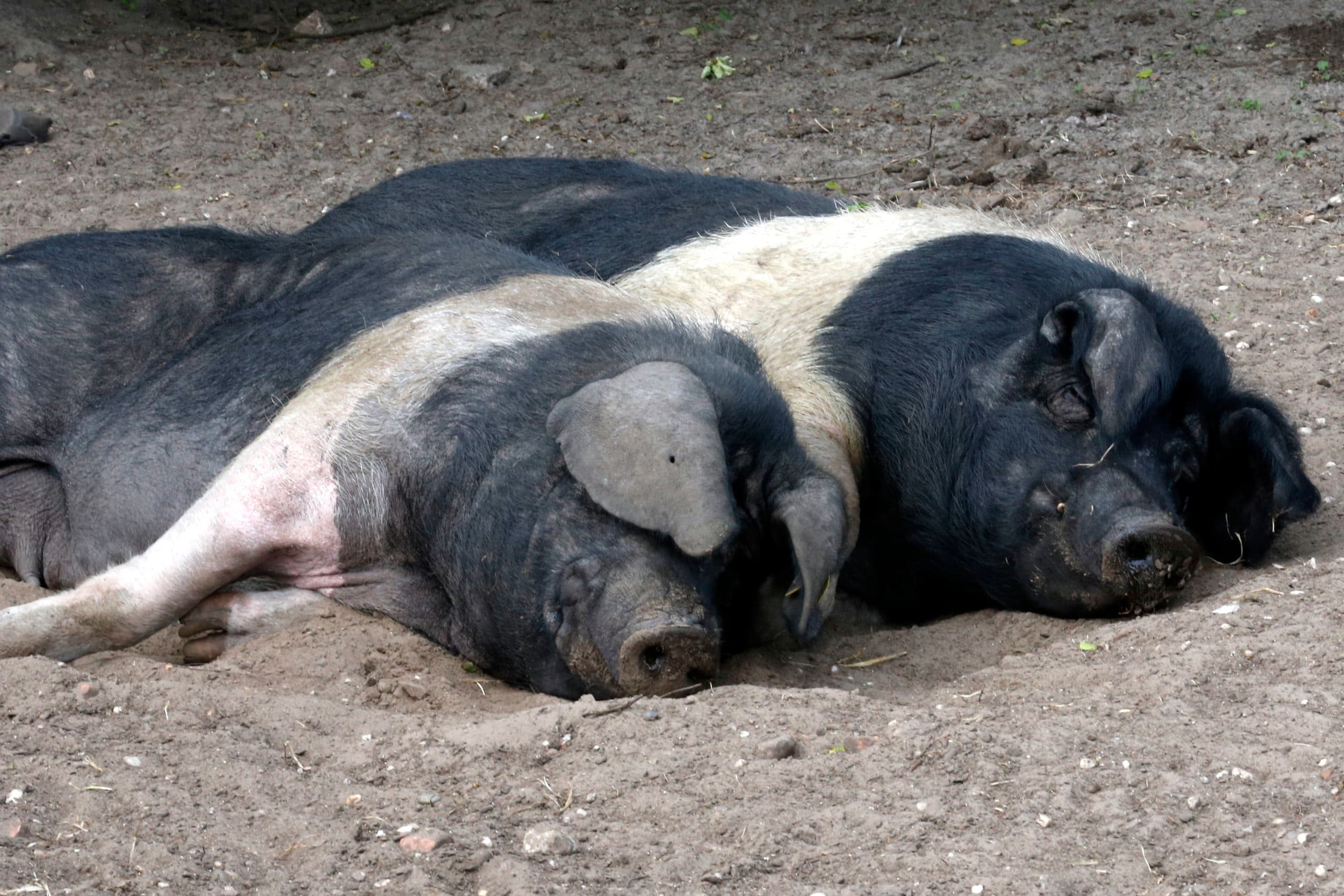 Foto: Bert Jansen