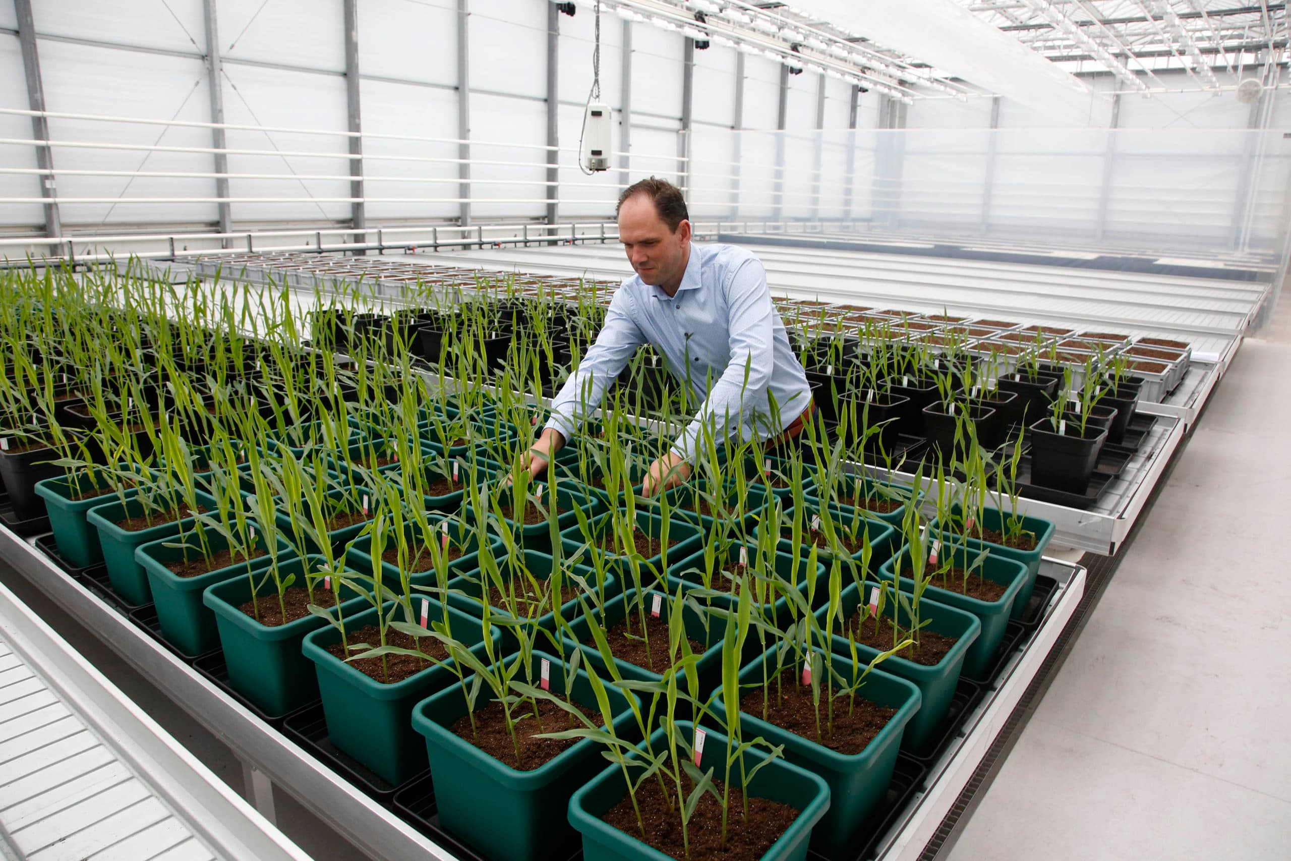 Steven Vandenabeele van Aphea.Bio bekijkt maisplanten in de dakserre van een onderzoeksgebouw van het Vlaams Instituut voor Biotechnologie. - Foto: Camile Schelstraete