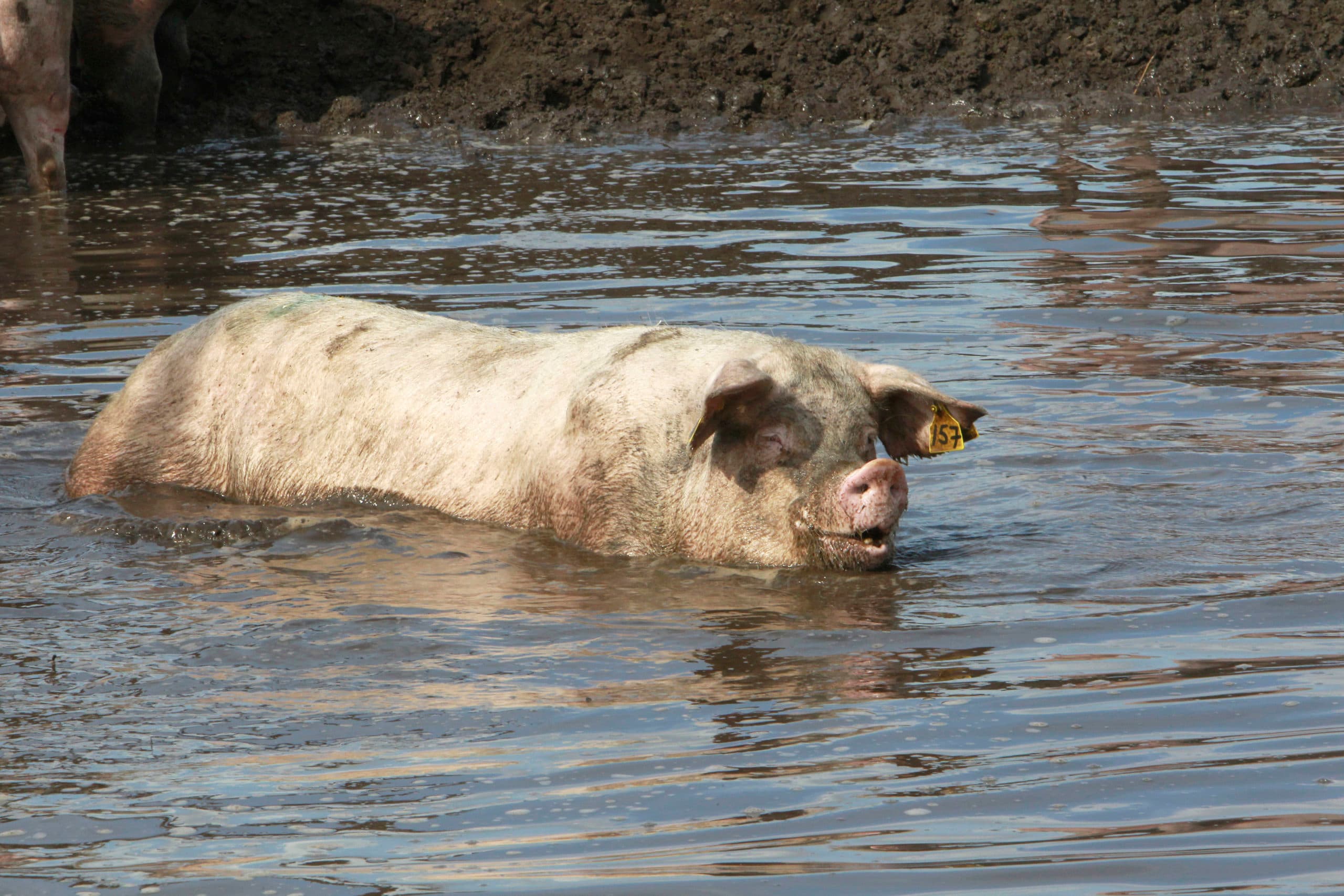 Foto: Bert Jansen
