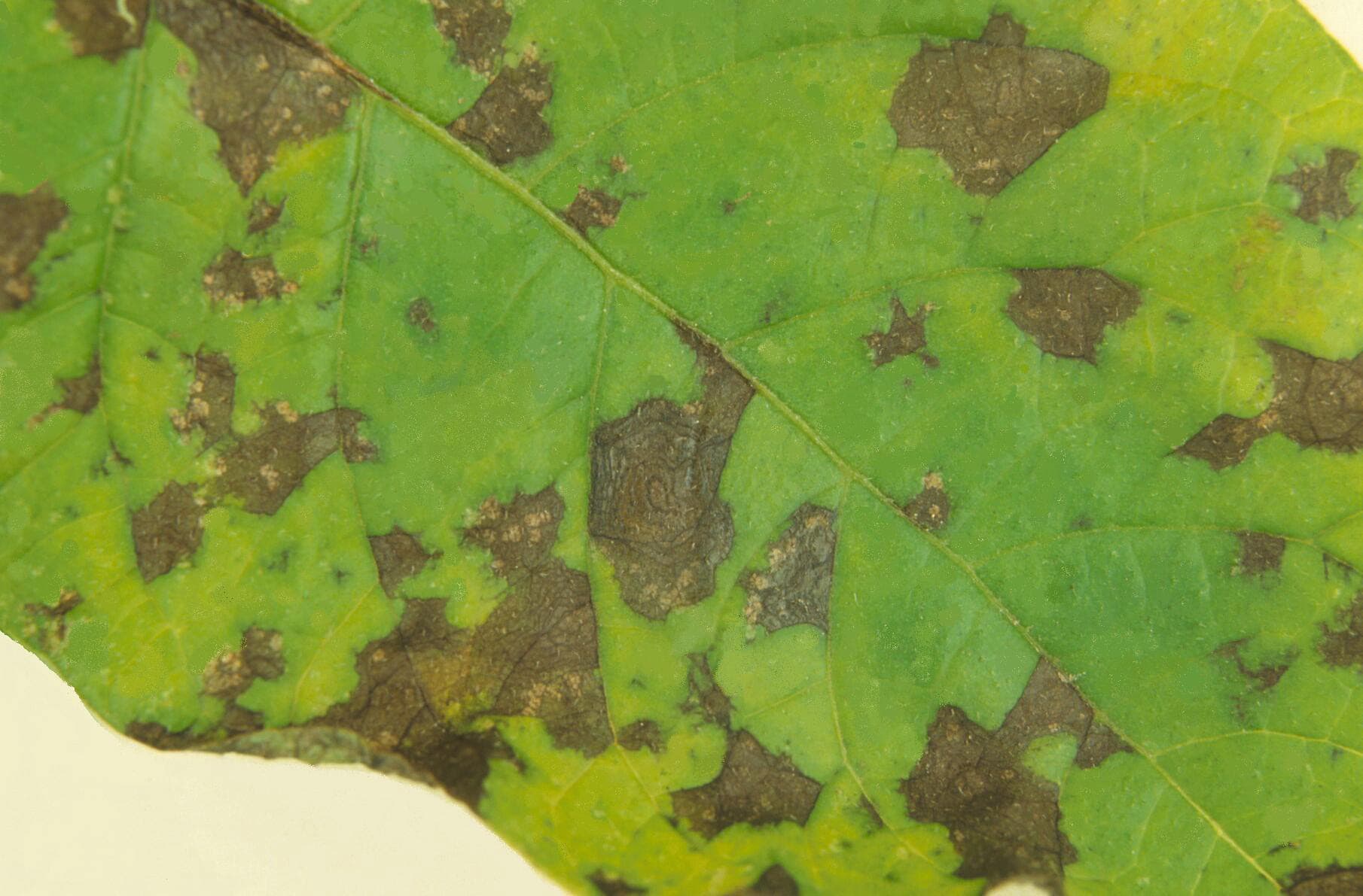 Door alternaria aangetast aardappelblad. - Foto: PPO