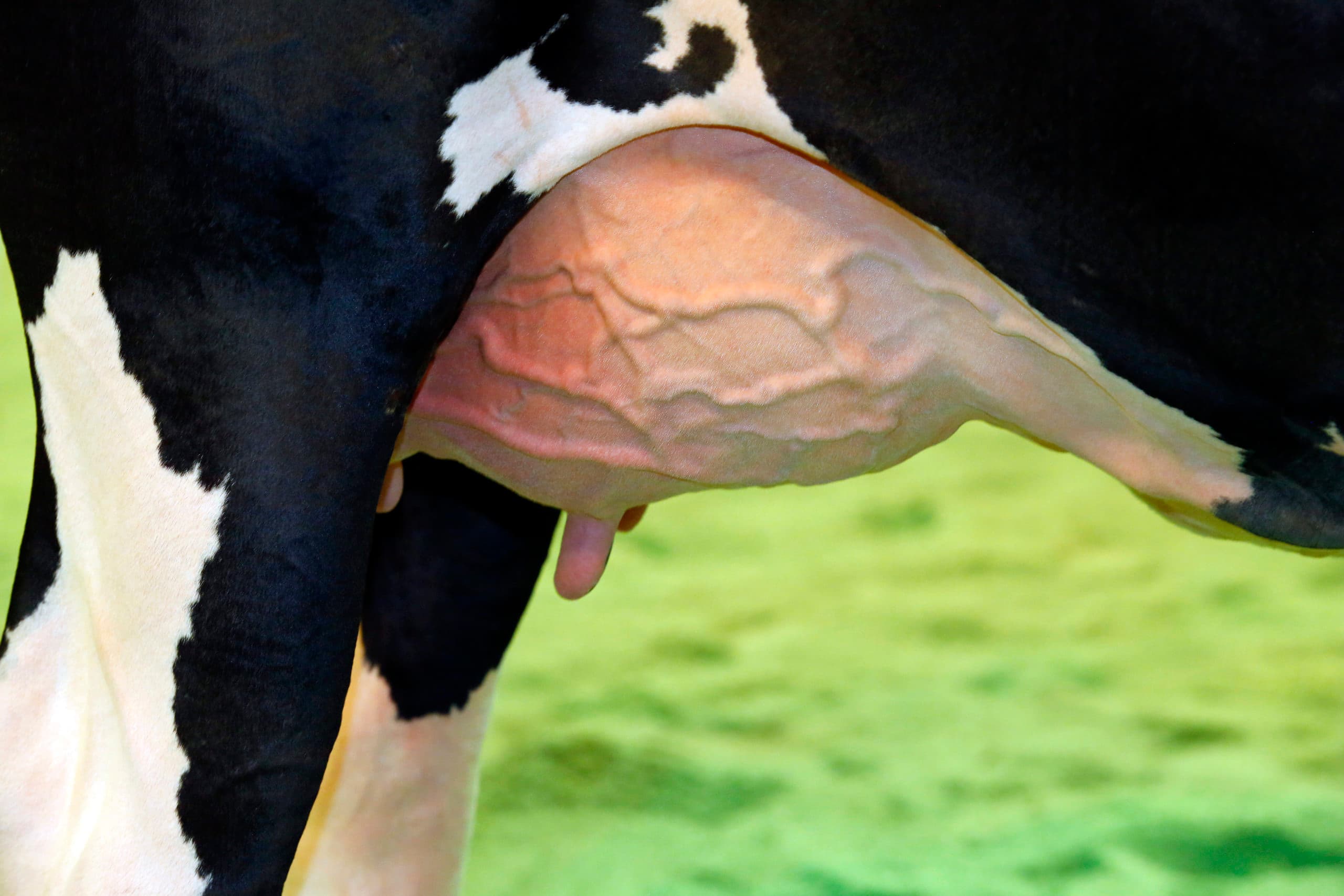Foto: Henk Riswick