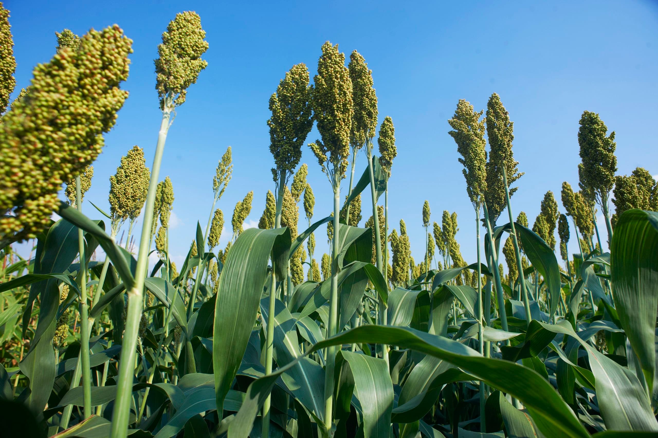 Sorghumplanten. Een kolf ontbreekt, maar het gewas heeft veel weg van mais. - Foto: Van Assendelft Fotografie
