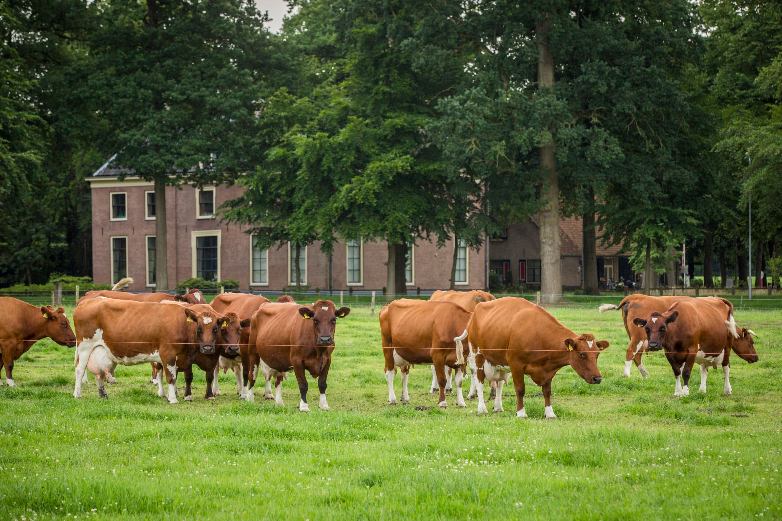 Foto: Koos Groenewold