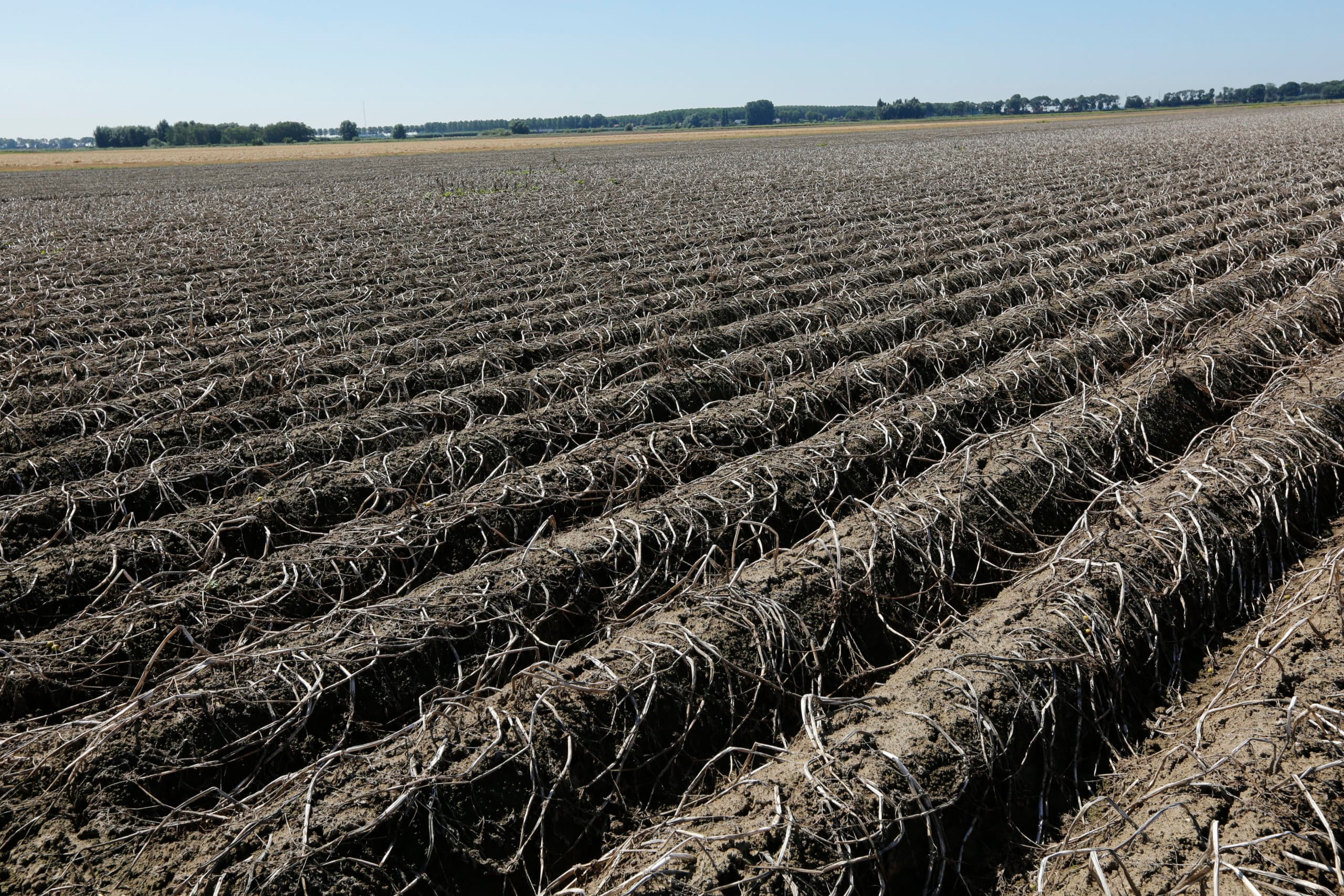 Pootgoed waarvan het loof is vernietigd. - Foto: Henk Riswick
