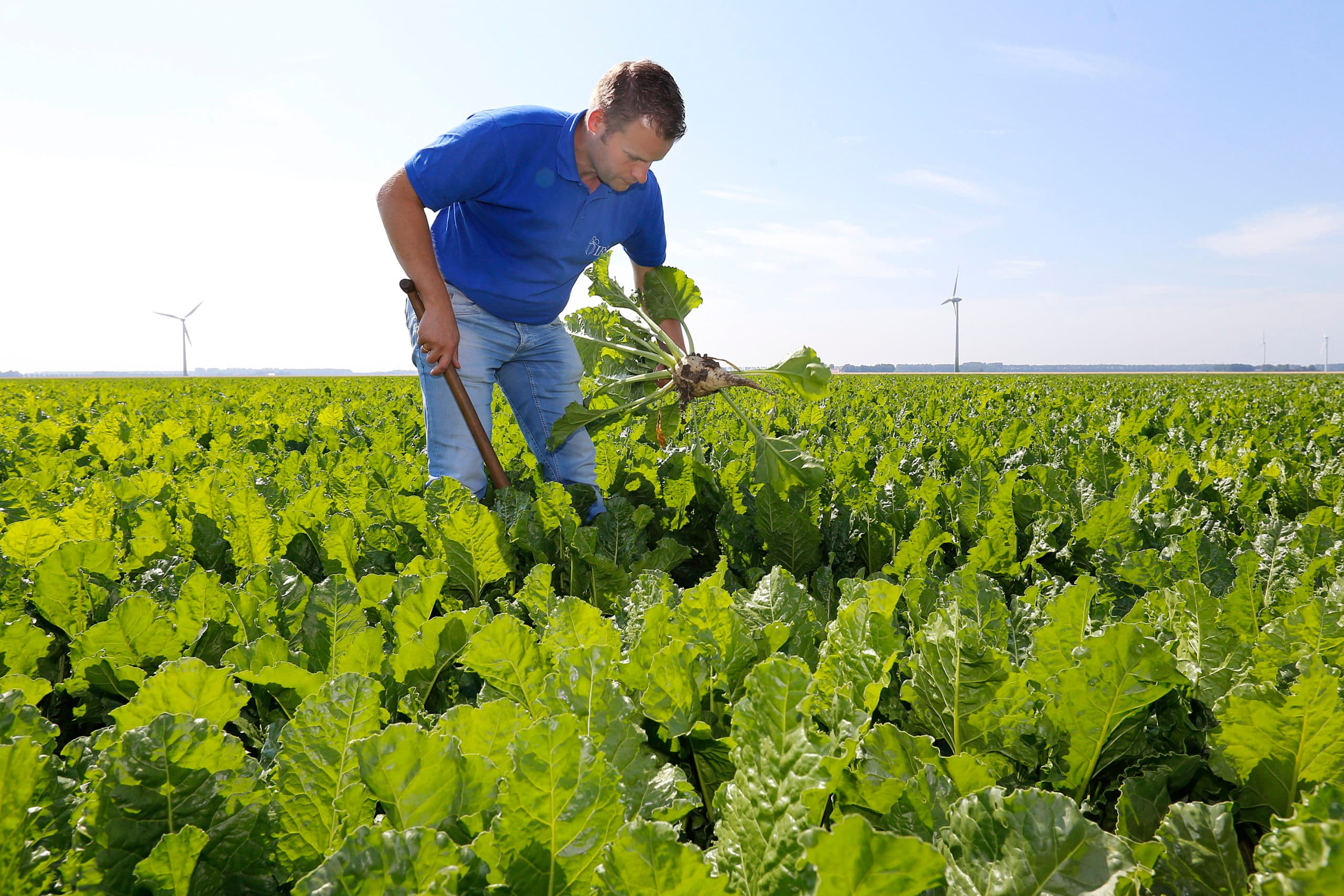 IRS-onderzoeker Bram Hanse laat in een bietenperceel zien hoe een rhizomanieaantasting in de praktijk is te herkennen. Bij veel zieke planten valt een besmetting niet op. - Foto: Ton Kastermans Fotografie