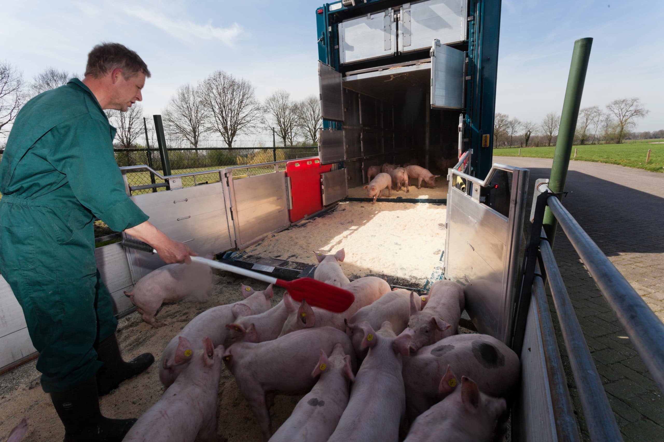 Biggen laden voor export naar Duitsland. De Duitse vraag naar biggen stijgt, verwacht Rabobank. - Foto: Joris Telders