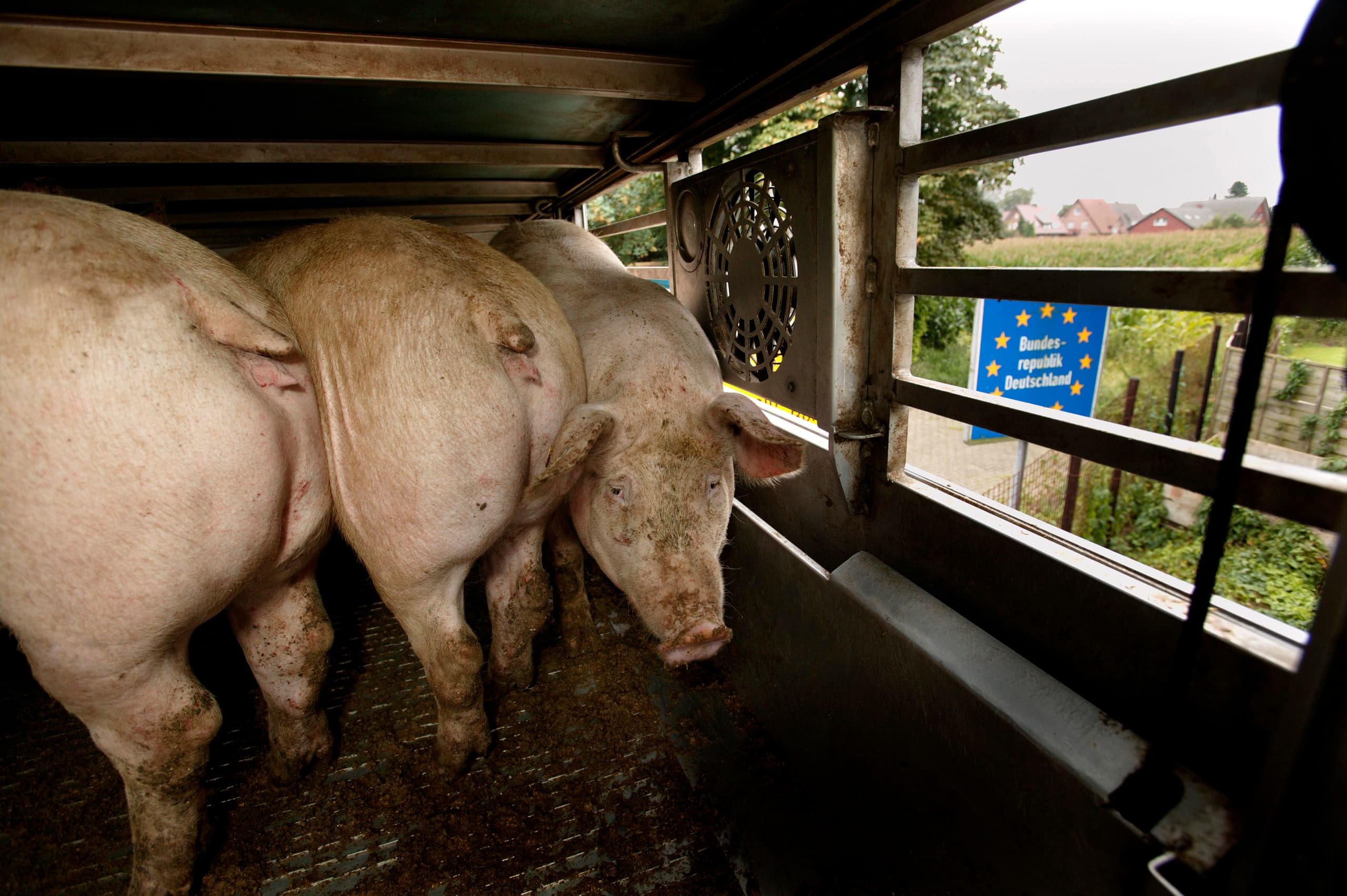 De buitenlandse consument maalt niet om de duurzaamheid binnen Nederland. Daarom is het volgens Alex Datema aan de boeren en de toeleverende en verwerkende industrie om verantwoordelijkheid te nemen voor de minder mooie aspecten die onze landbouw met zich meebrengt. - Foto: Hans Prinsen