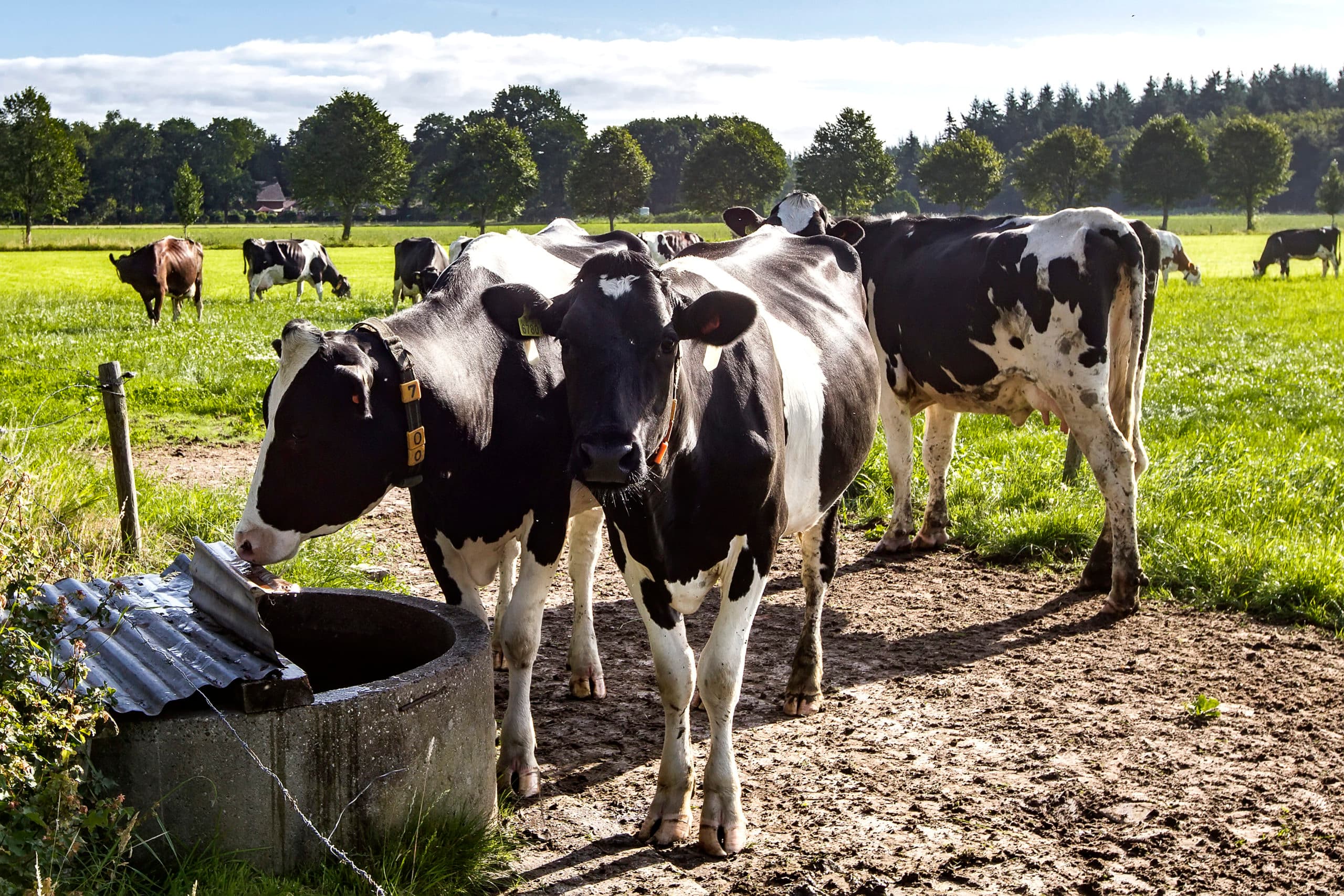 Melkvee op bedrijf dat via voer- en managementmaatregelen werkt aan verlaging van de ammoniakuitstoot. - Foto: Ronald Hissink