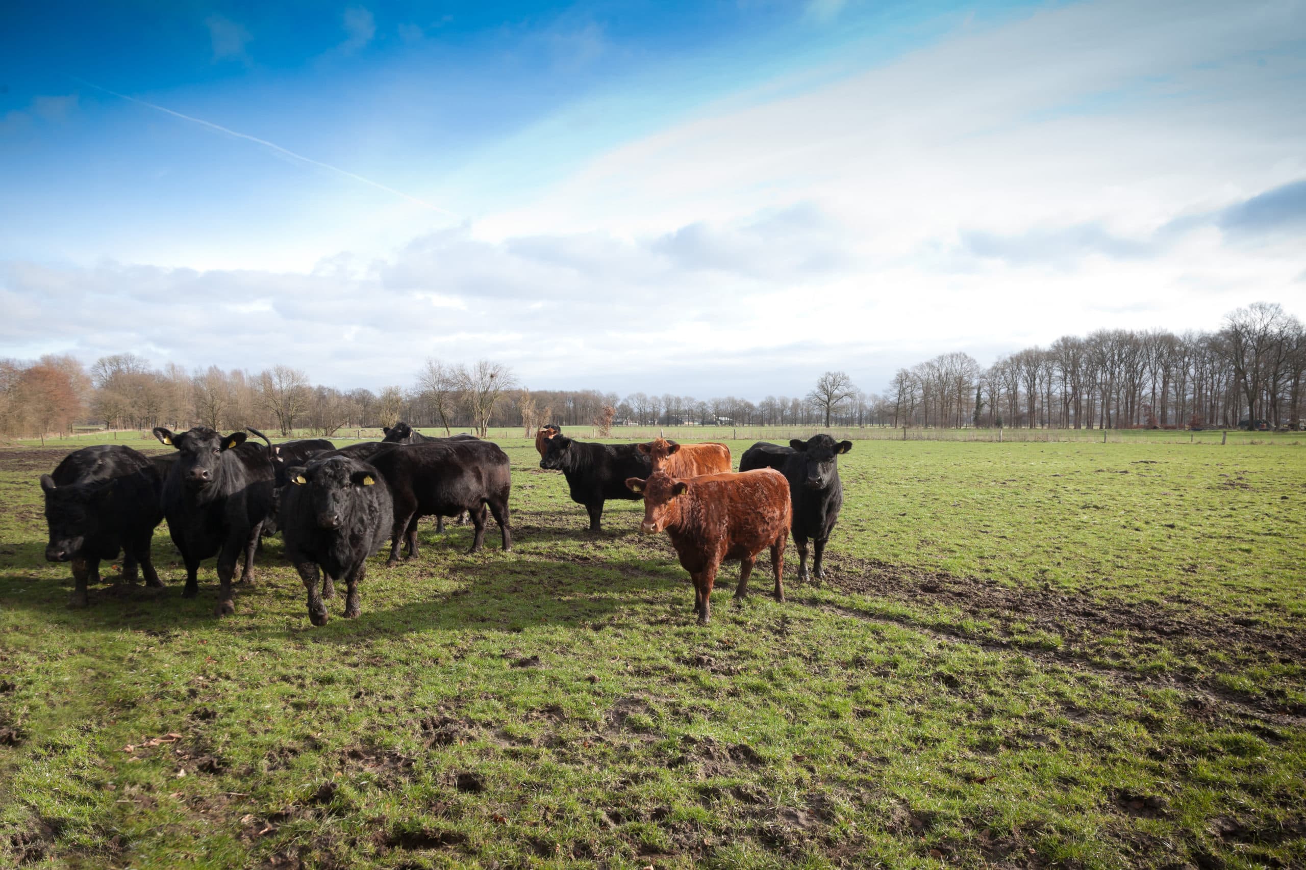 Foto: Joris Telders