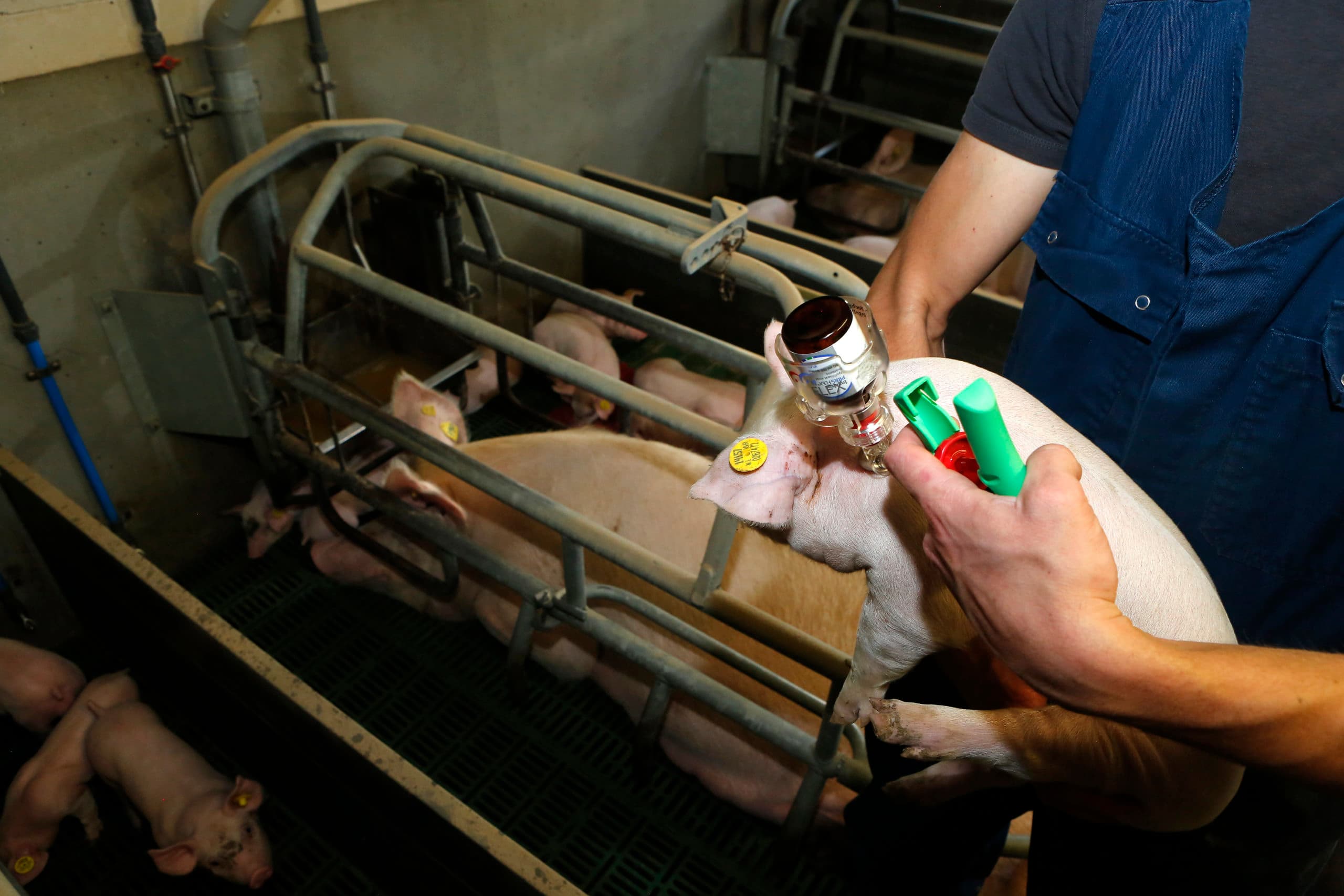 Het kiezen van het juiste vaccinatiemoment bij biggen is erg belangrijk. - Foto: Henk Riswick