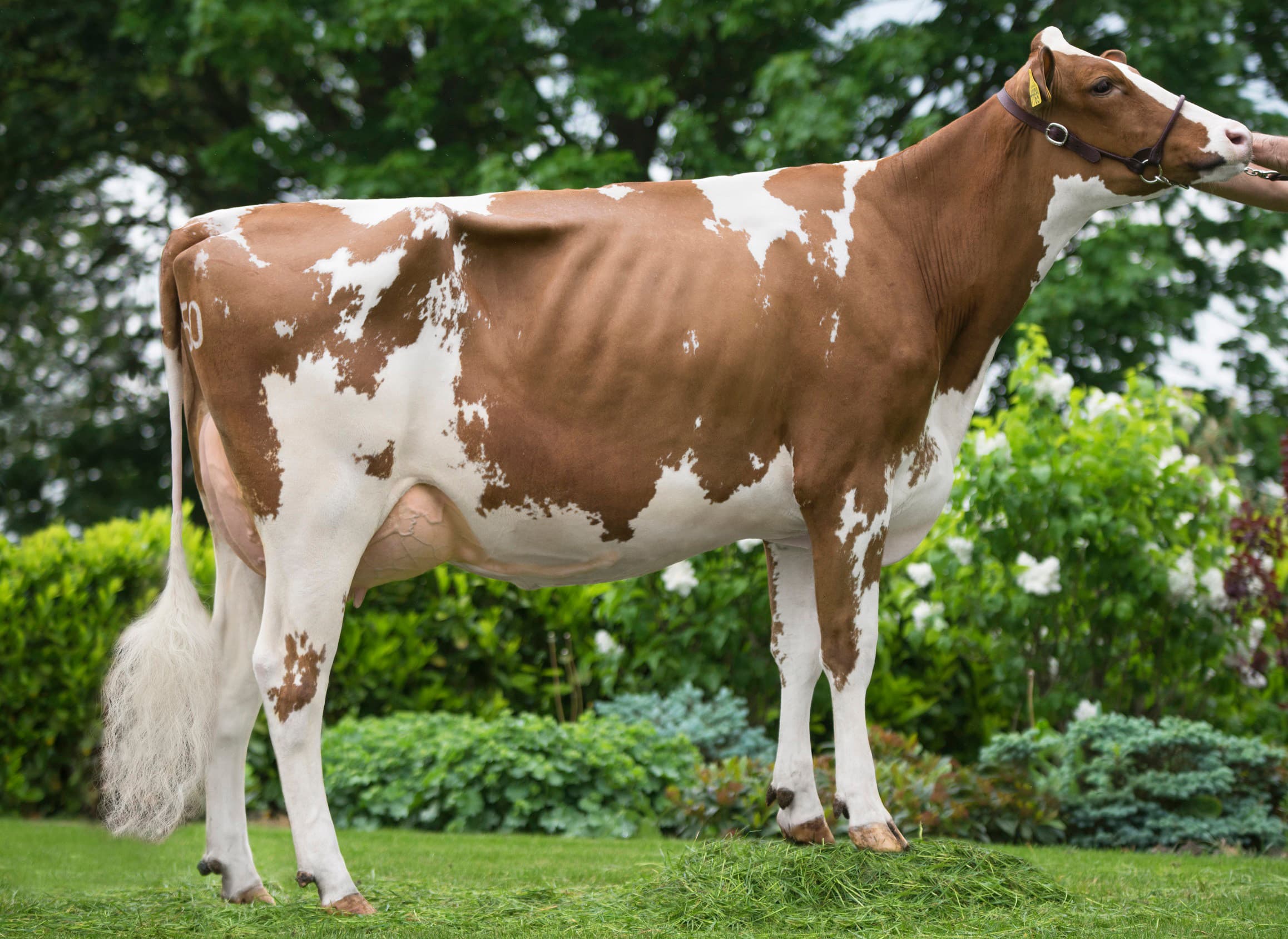 Caps Angela 3 van Caps Angela 1 (VG-87 Fageno) gaf als vaars (in 329 dgn) 9.353 kg melk met 4,49% vet en 3,77% eiwit. - Foto: Anna Joosse