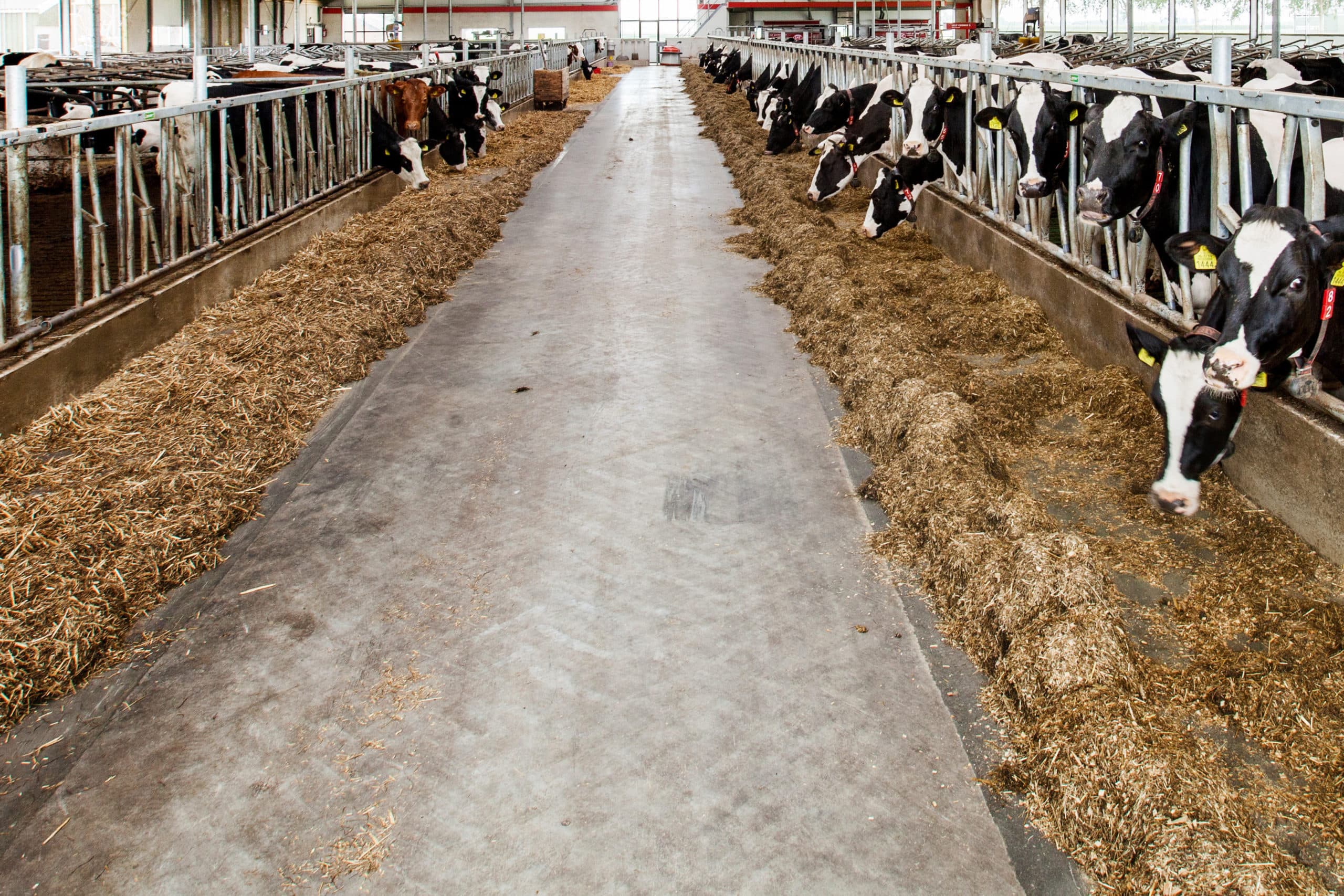 Foto: Herbert Wiggerman