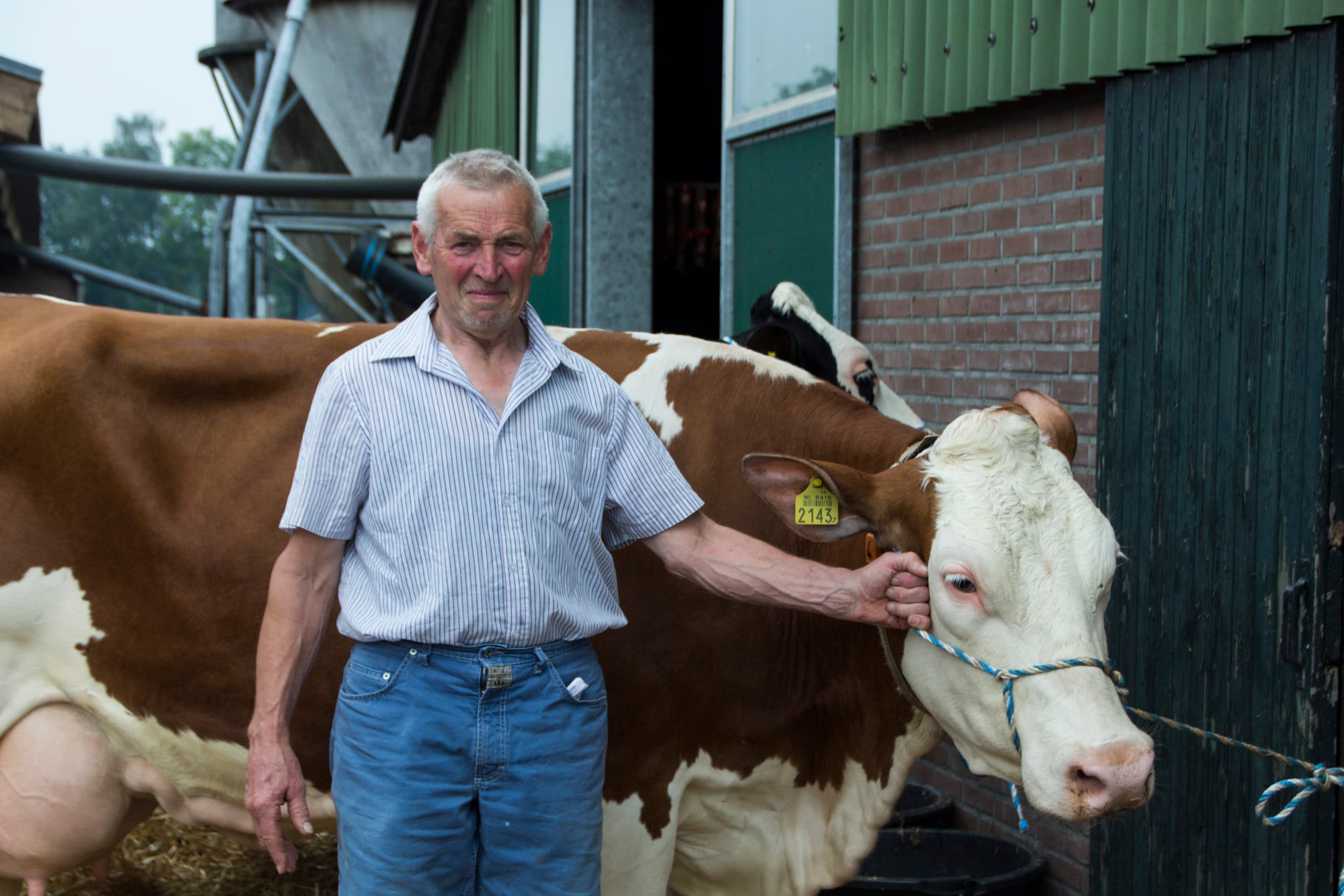 Joop Hanselman met een van zijn Fleckvieh-koeien. - Foto: Theo Galama