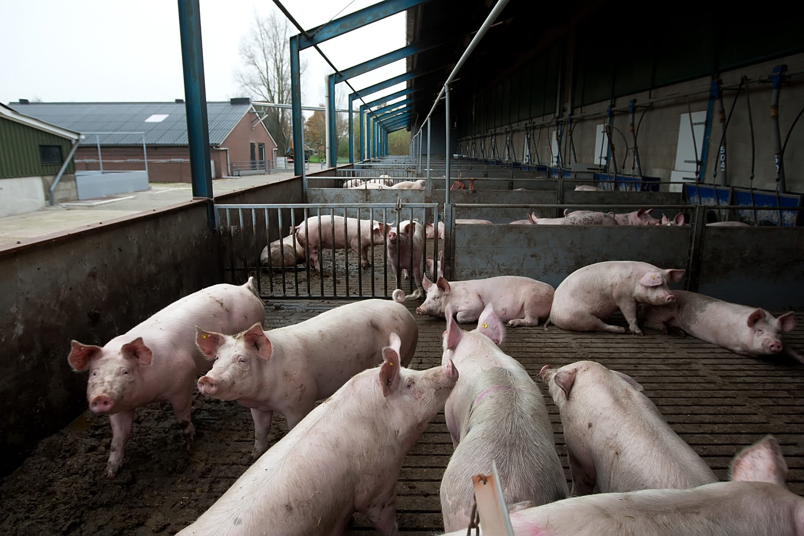 Varkens met uitloop, op biologisch bedrijf. - Foto: Ronald Hissink