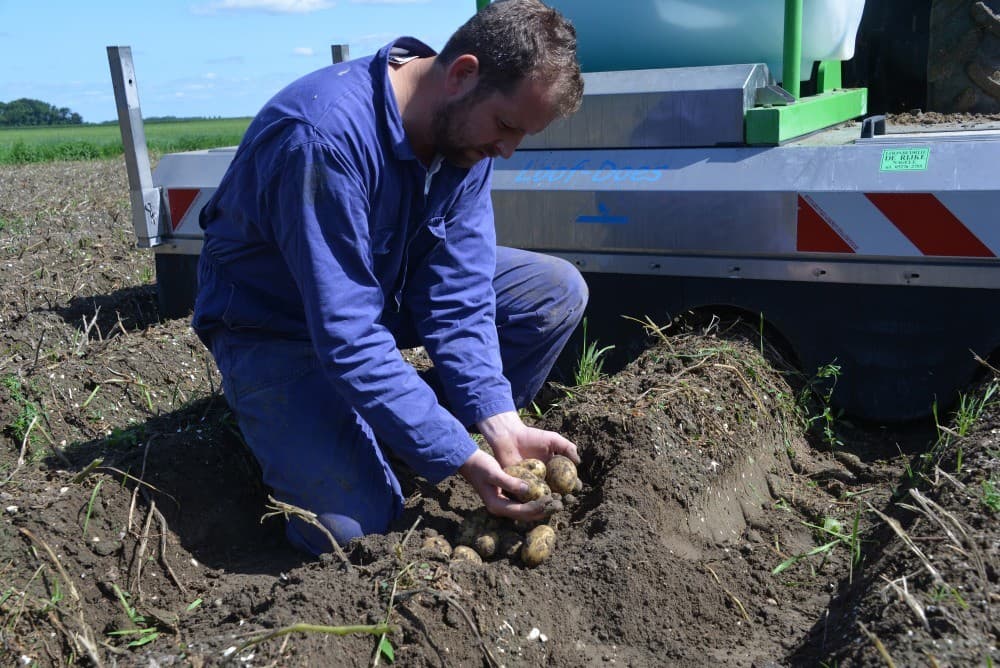 Geschiere is goed te spreken over zijn Innovators. De planten hebben ieder gemiddeld zo n tien knollen gevormd.