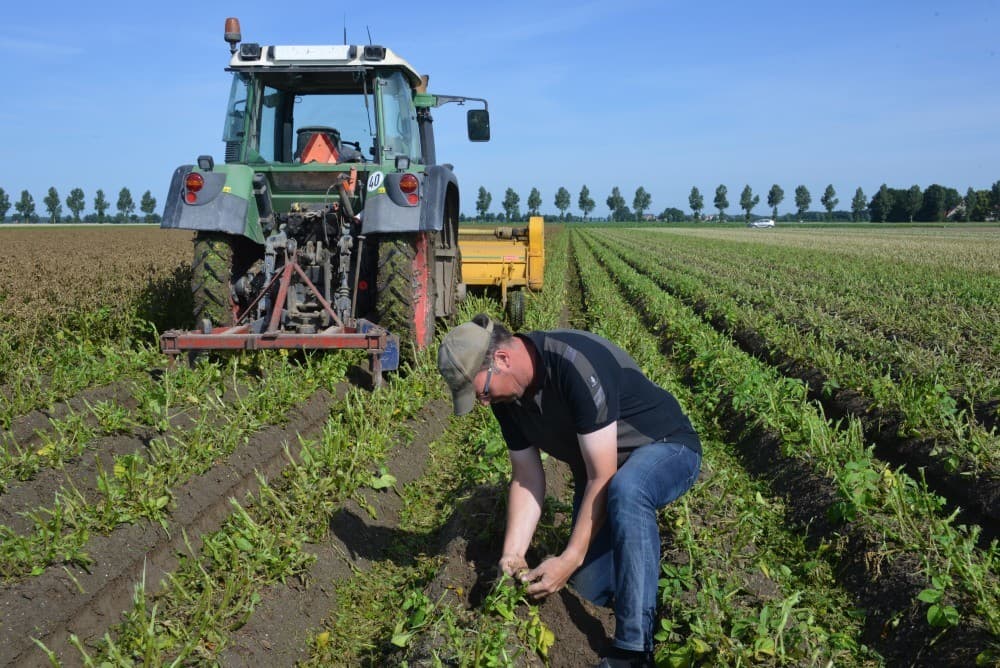 De knolzetting van dit perceel Spunta viel met 6 tot 7 knollen per plant wat tegen. Om te voorkomen dat de knollen uit de maat groeien, moest het perceel op tijd dood.