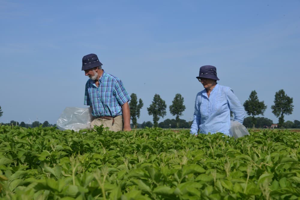 Voor verkoop in zijn boerderijwinkel rooit Joop Dieleman in Emmeloord een paar rijen Eigenheimer-consumptieaardappelen.