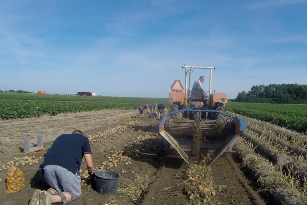 Een mooie maatverdeling van deze Innovator. Geschiere teelt 12 hectare pootgoed. Naast Innovator teelt hij nog twee rassen. Verder teelt de akkerbouwer nog 12 hectare Noblesse-tafelaardappelen.