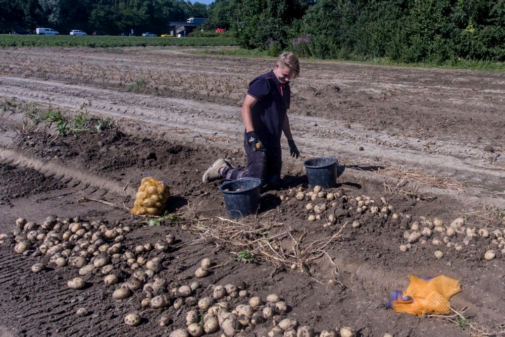 Bij Koenraadt is al een groot gedeelte van het pootgoedareaal dood. Met het looftrekken stopt de groei direct. De Oldenhuis-looftrekker levert onder deze omstandigheden goed werk. Alle stengels komen los te liggen.