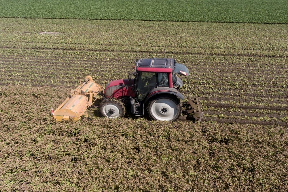 Bijna alle knollen zijn aan de maat.