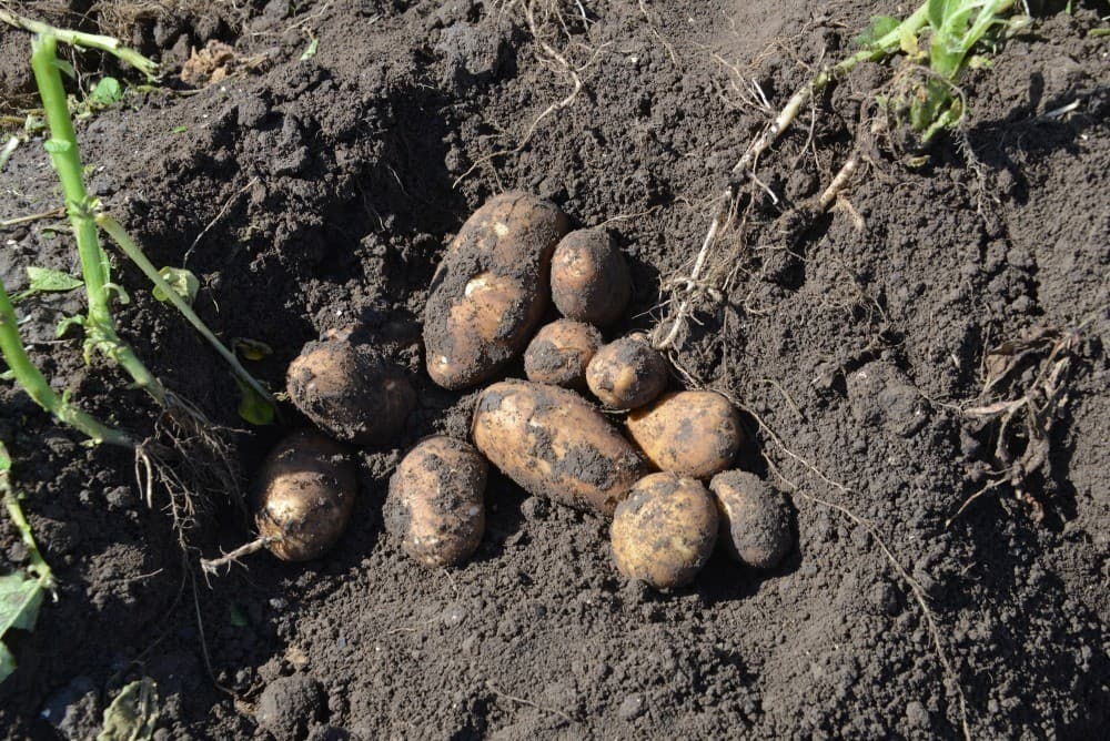 Jan Hoekstra van Loonbedrijf De Rijke klapt het loof op 6,5 hectare pootgoed van akkerbouwer Rob de Rijke in Nagele (Flevoland). Tegelijkertijd spuit hij het na met een Mafex-spuit. - Foto's: Sytze Bakker