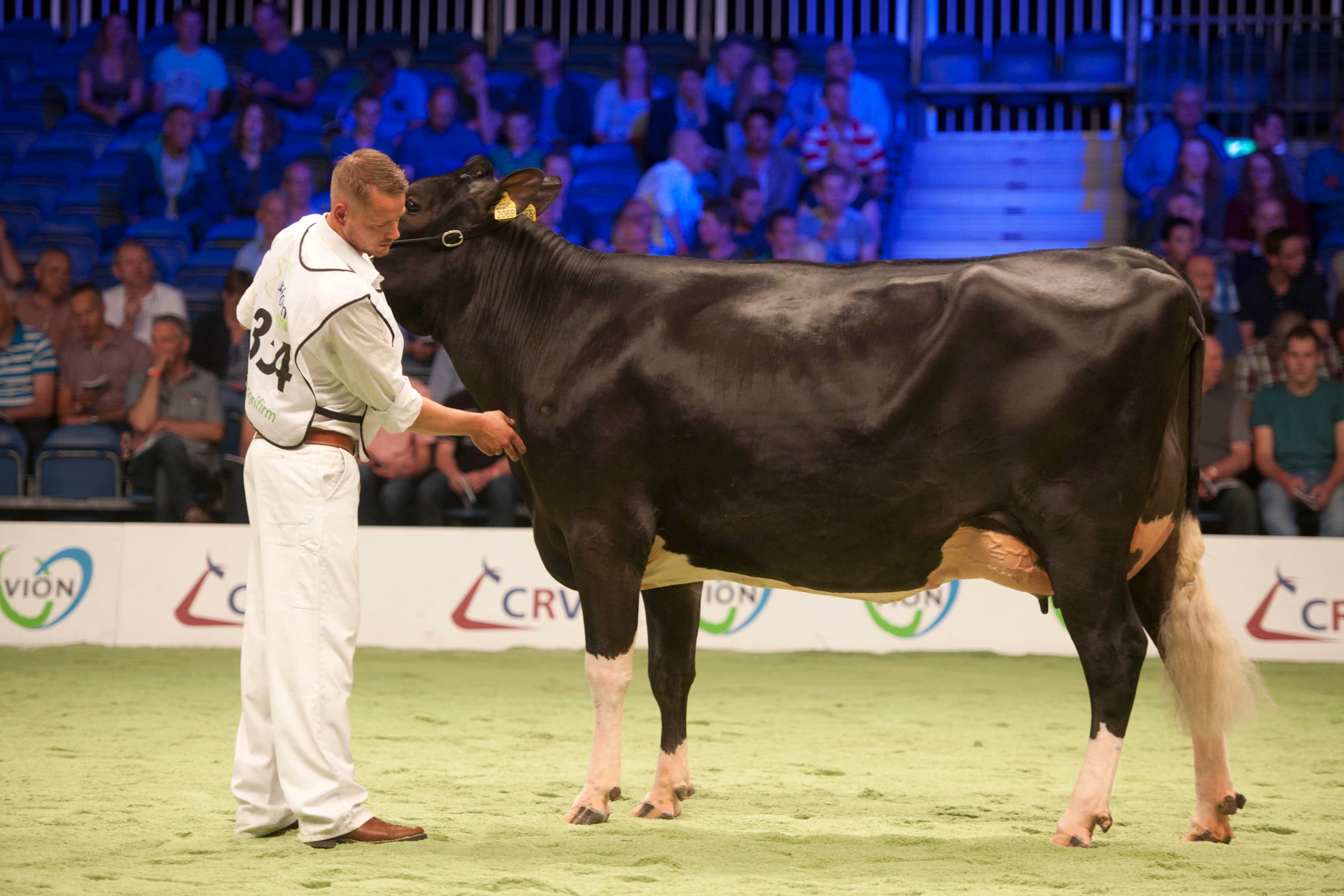 Zes zwarte dochters van Big Malki. Glanzende velletjes, hetzelfde in formaat en gelijkwaardige uiers en benen. Het samenstellen van een dochtergroep heeft direct invloed op de verkoop. - Foto: Mark Pasveer