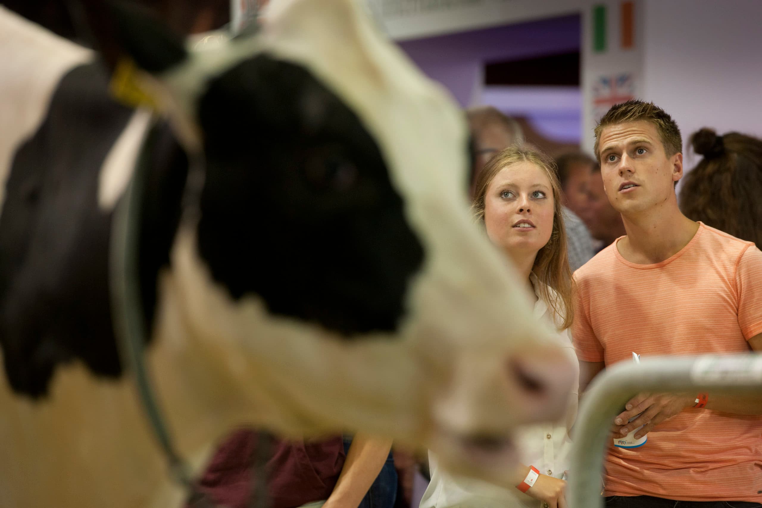 Duizenden mensen kwamen vrijdag naar Zwolle om koeien te kijken. Er werden door Ki s en importeurs 14 dochtergroepen gepresenteerd om veehouders te infomeren. Foto's: Mark Pasveer
