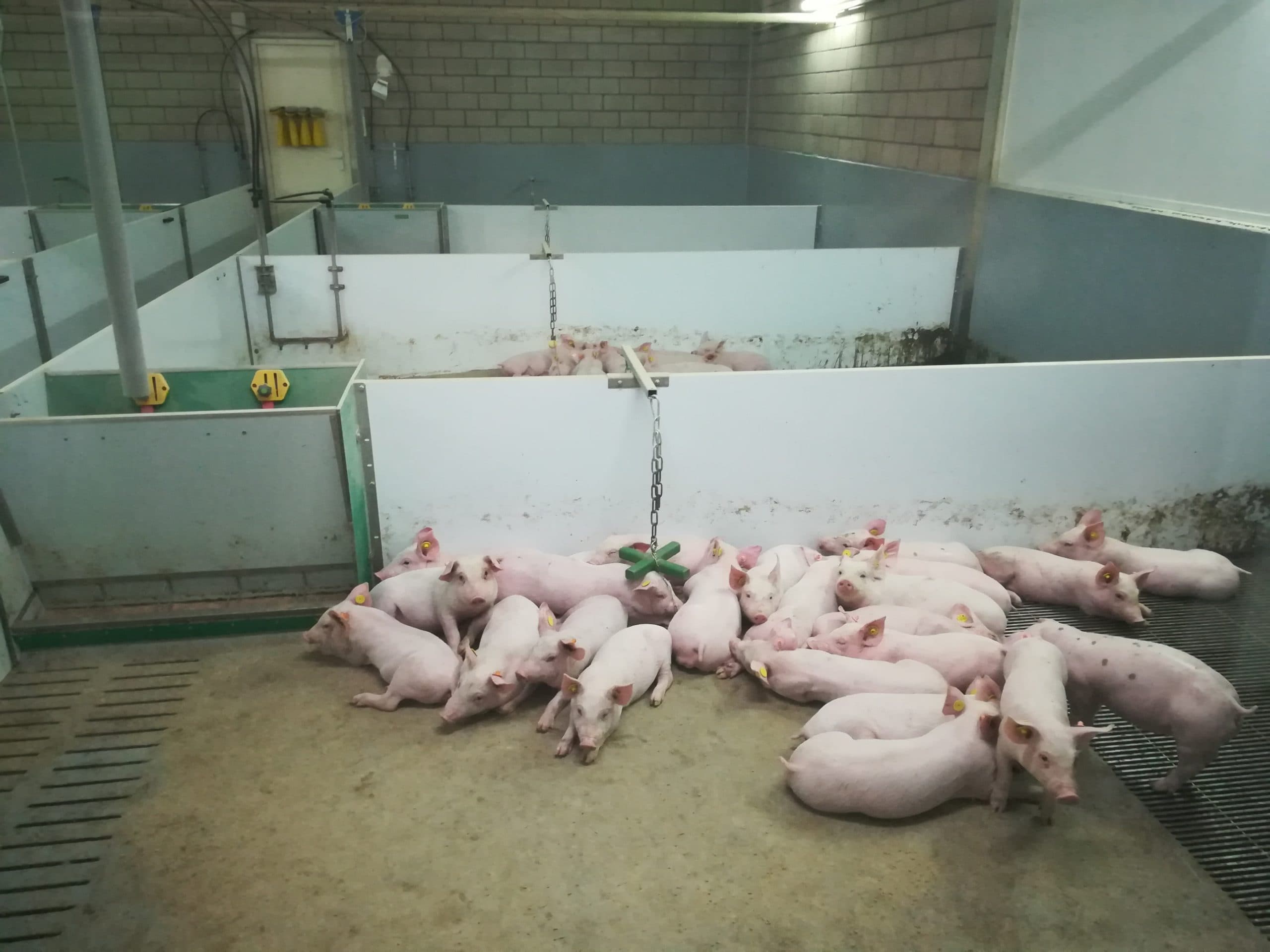 Gespeende biggen in de Hy-Care-stal. Vloeren en wanden zijn gecoat en naden gedicht voor een goede hygiene. - Foto: Erik Ordelman