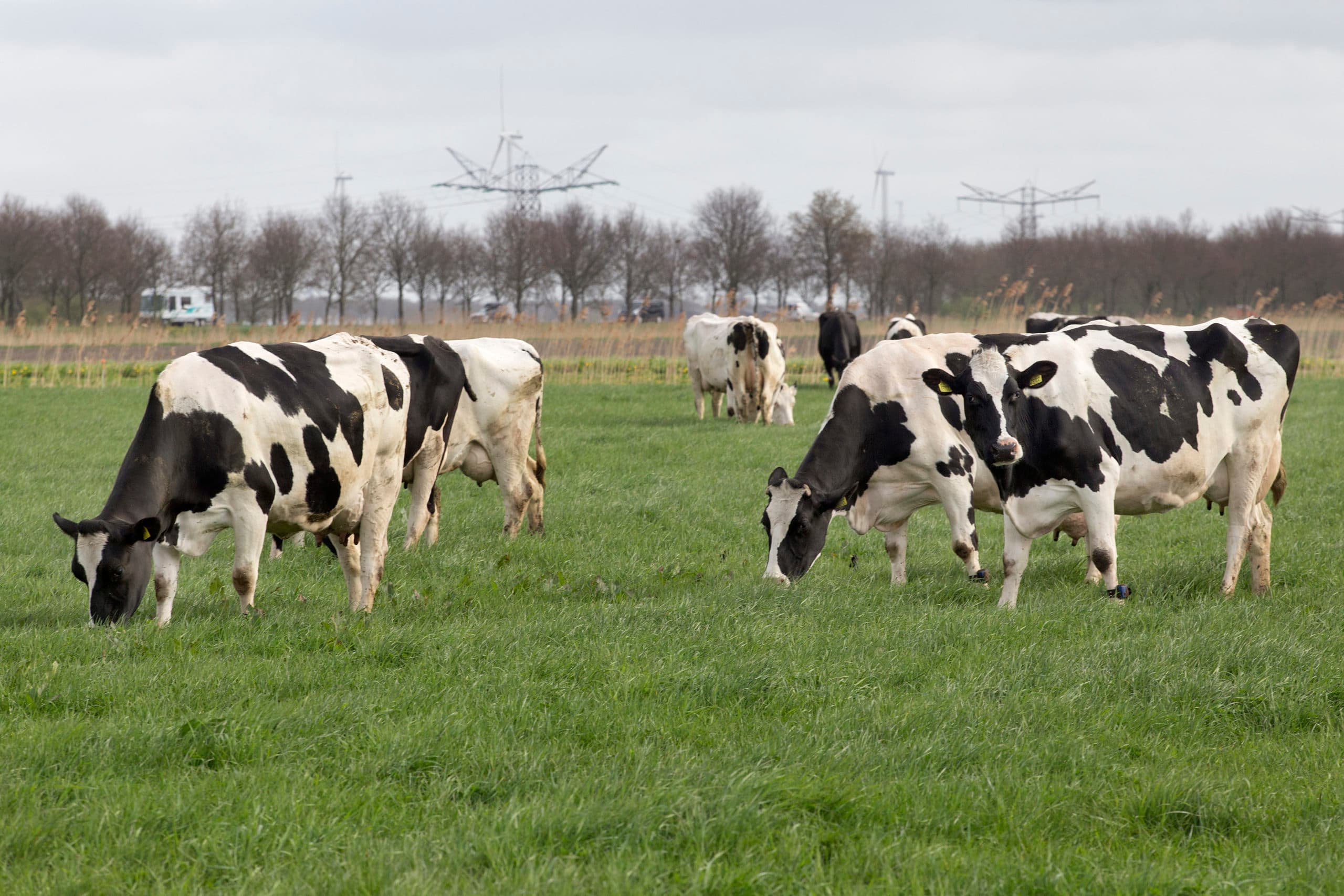 Biologisch melkvee. - Foto: Ton Kastermans Fotografie