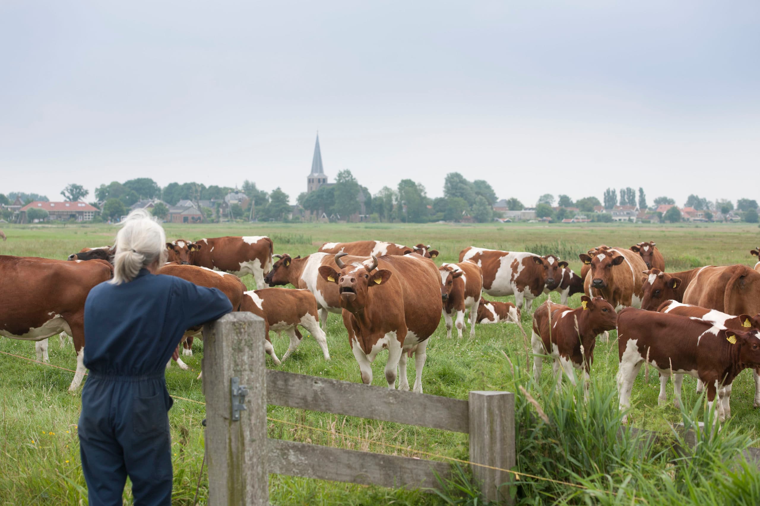 Fries Roodbont vee in de wei. Dit is een van de bedreigde rassen, er zijn nog minder dan 500 koeien van. - Foto:  Mark Pasveer