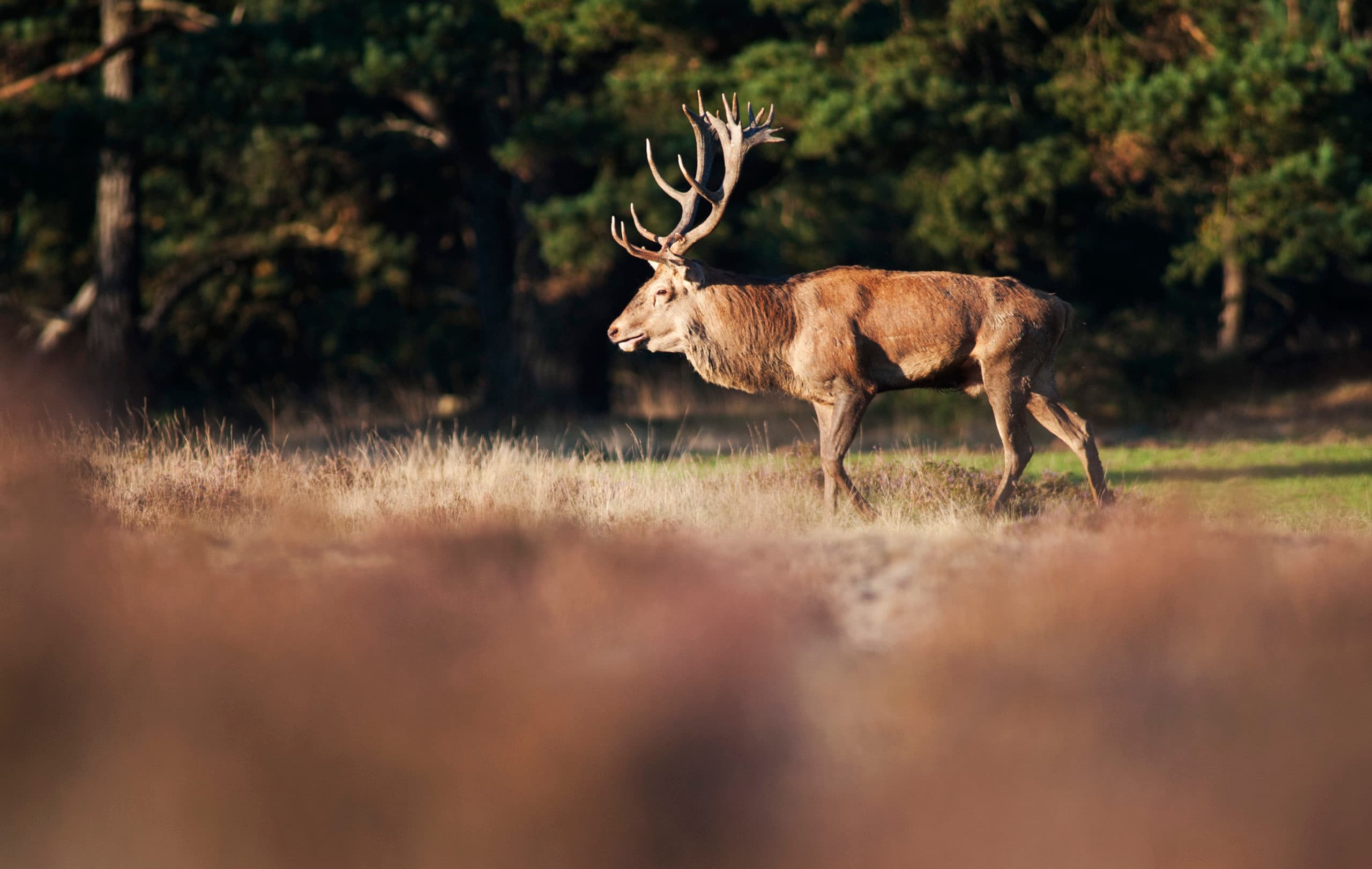 Edelhert nabij Arnhem, op de Hoge Veluwe. De foto is gemaakt in het najaar, in de tijd van de bronst. - Foto: ANP