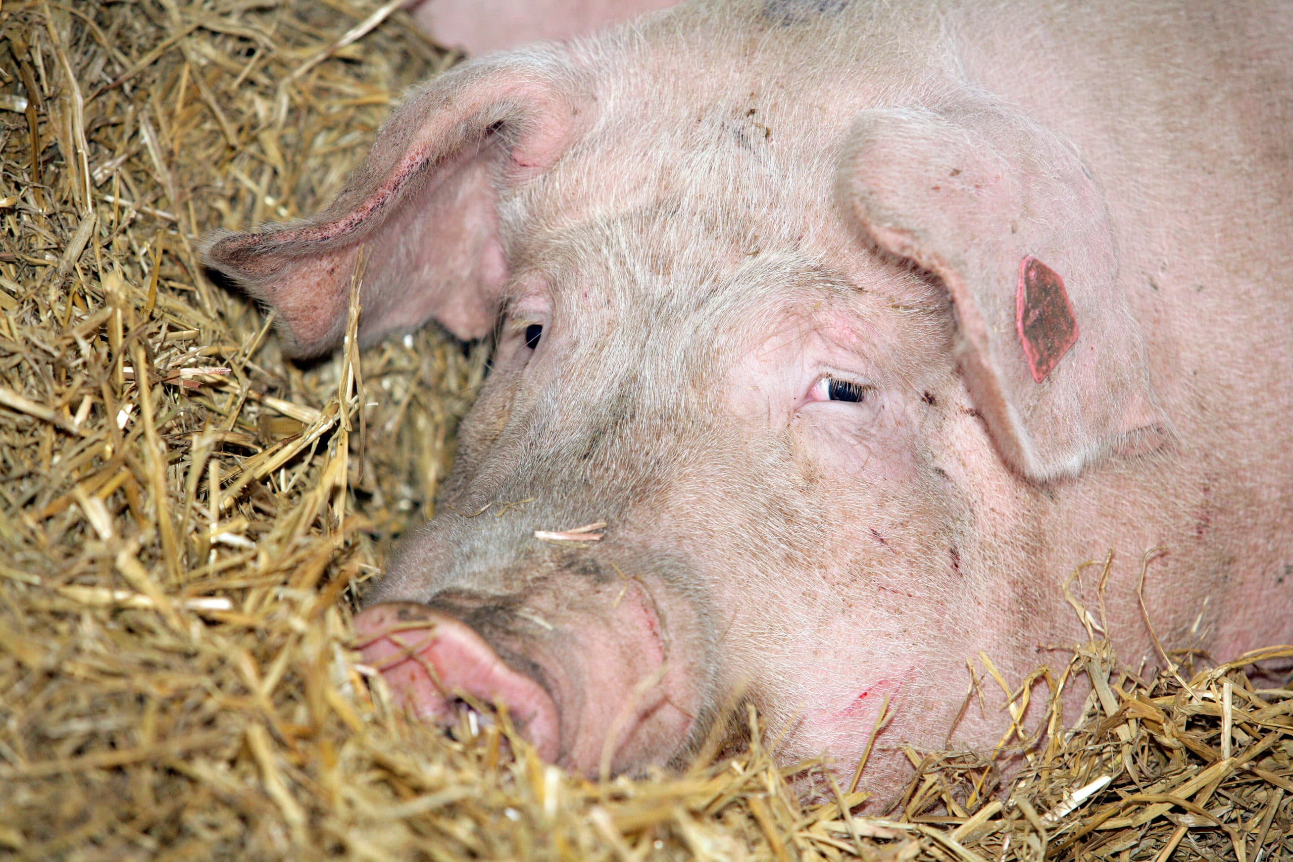 Uit onderzoek blijkt dat vooral bij vleeskuikens en vleesvarkens het aantal resistente bacteriën is gedaald. Foto: Henk Riswick