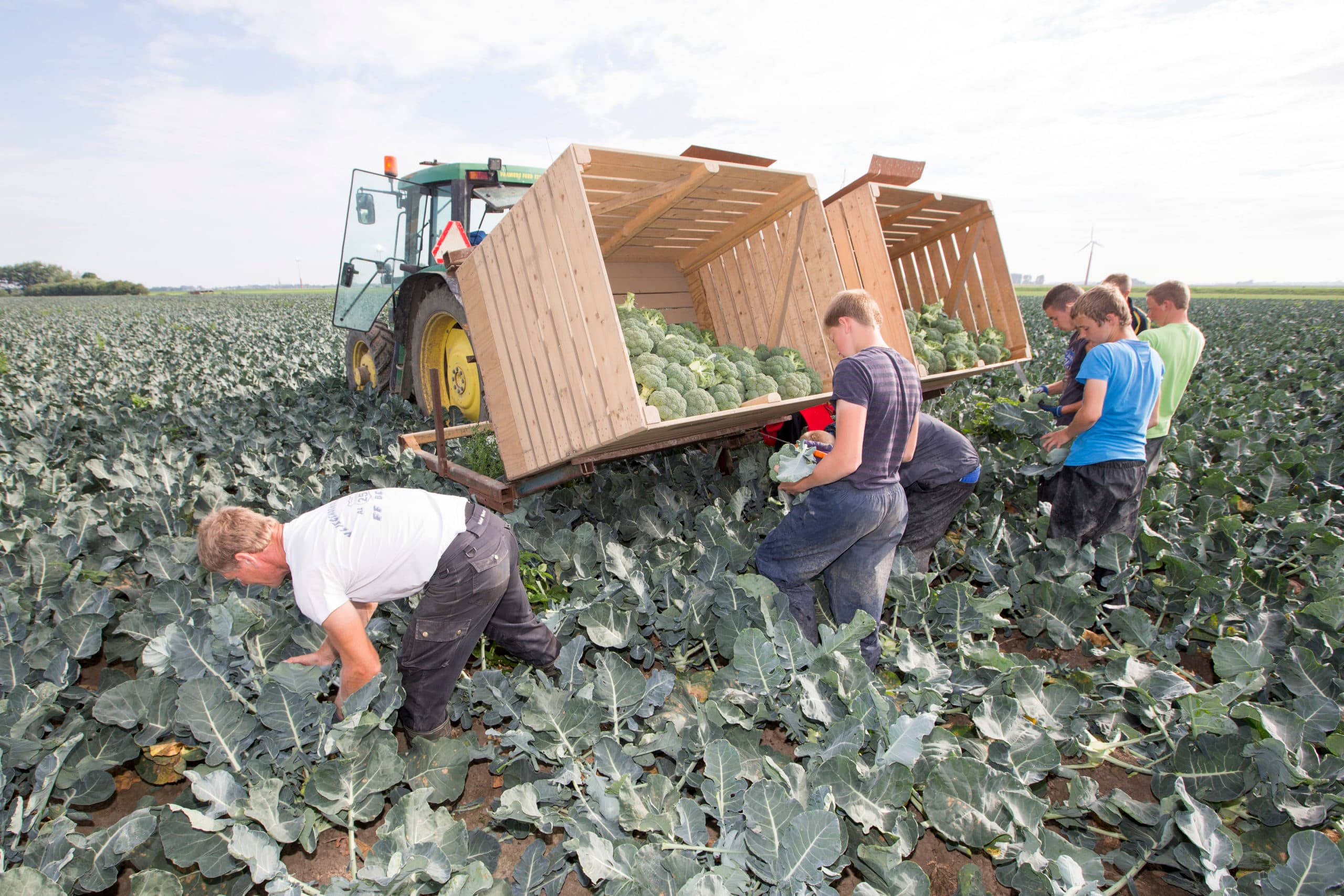 Broccoli-oogst in Friesland. Door directe contracten met supermarktbedrijven komen consumentenwensen snel door bij grote vollegrondsgroentetelers. - Foto: Anne van der Woude