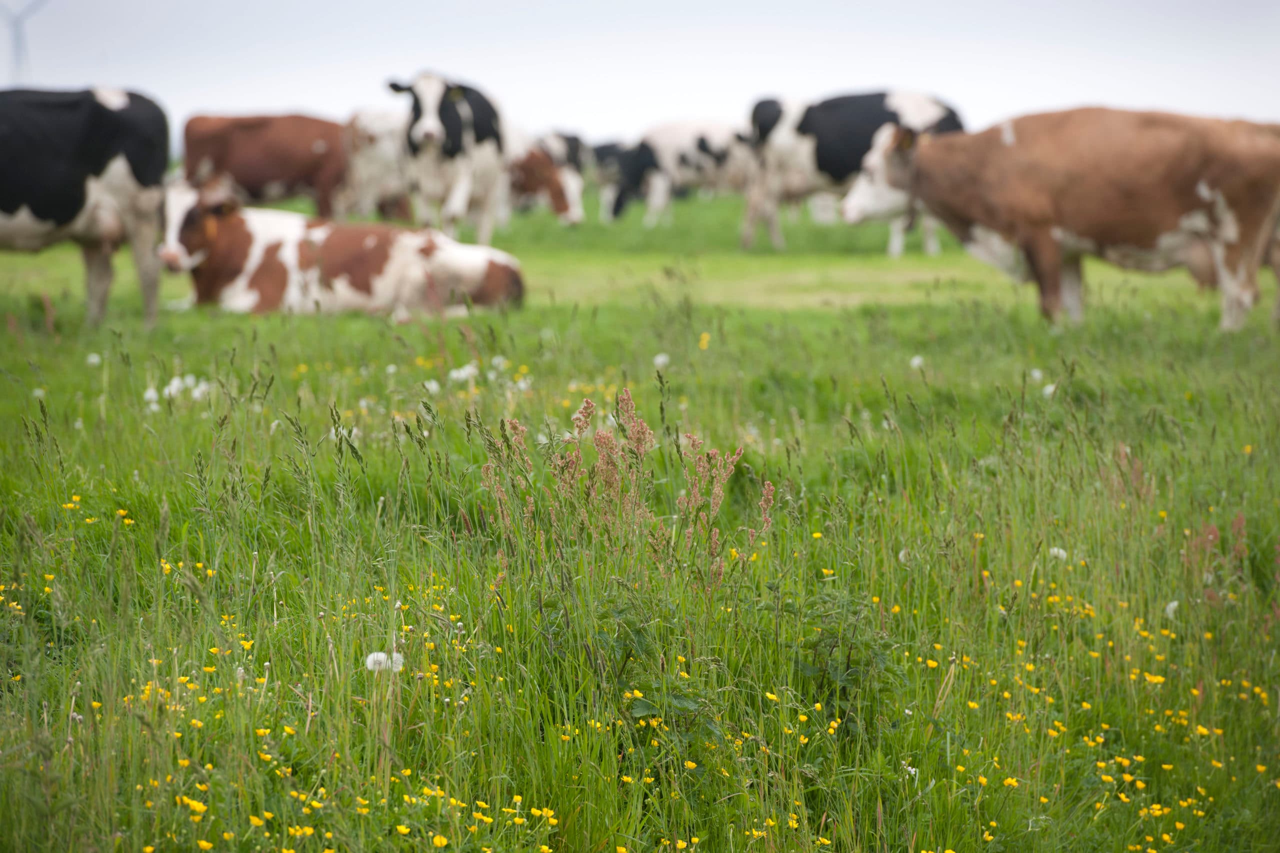 Het niet of later maaien van stukken gras is een belangrijke peiler onder het weidevogelbeheer.