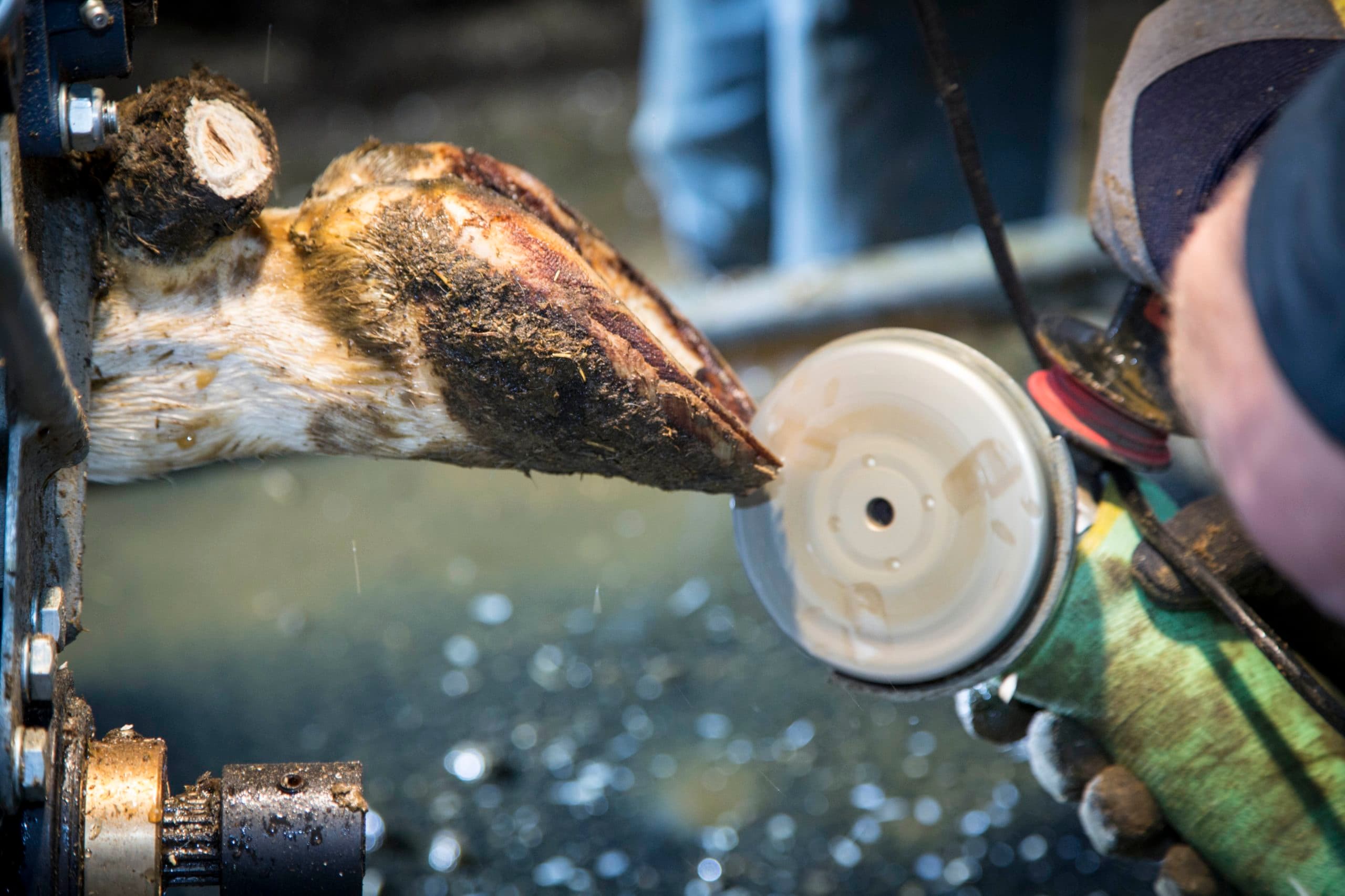 Foto: Koos Groenewold