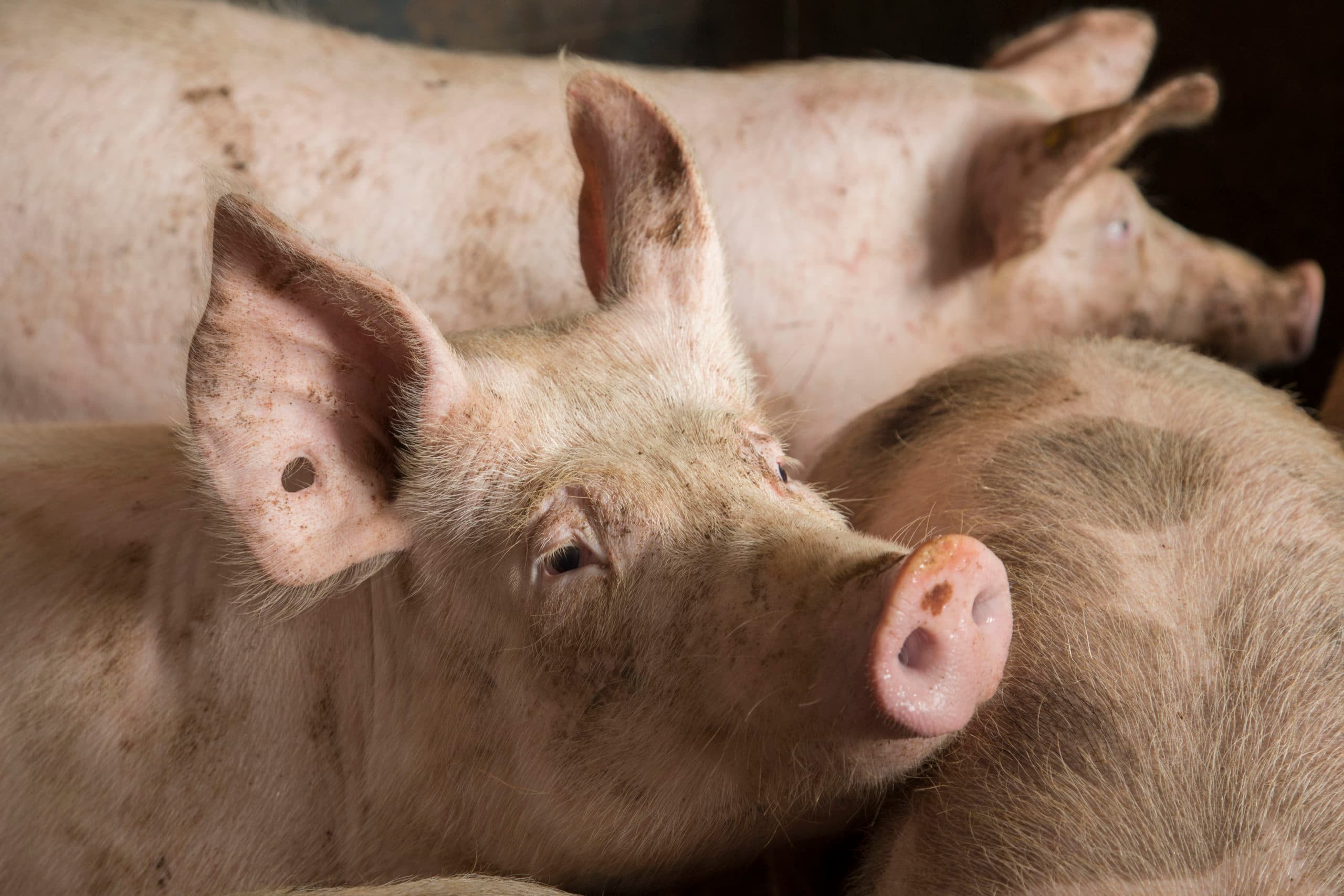Varkens. Waarom wilde ik eigenlijk ook weer boer worden, verzucht Lydia Relou. - Foto: Koos Groenewold