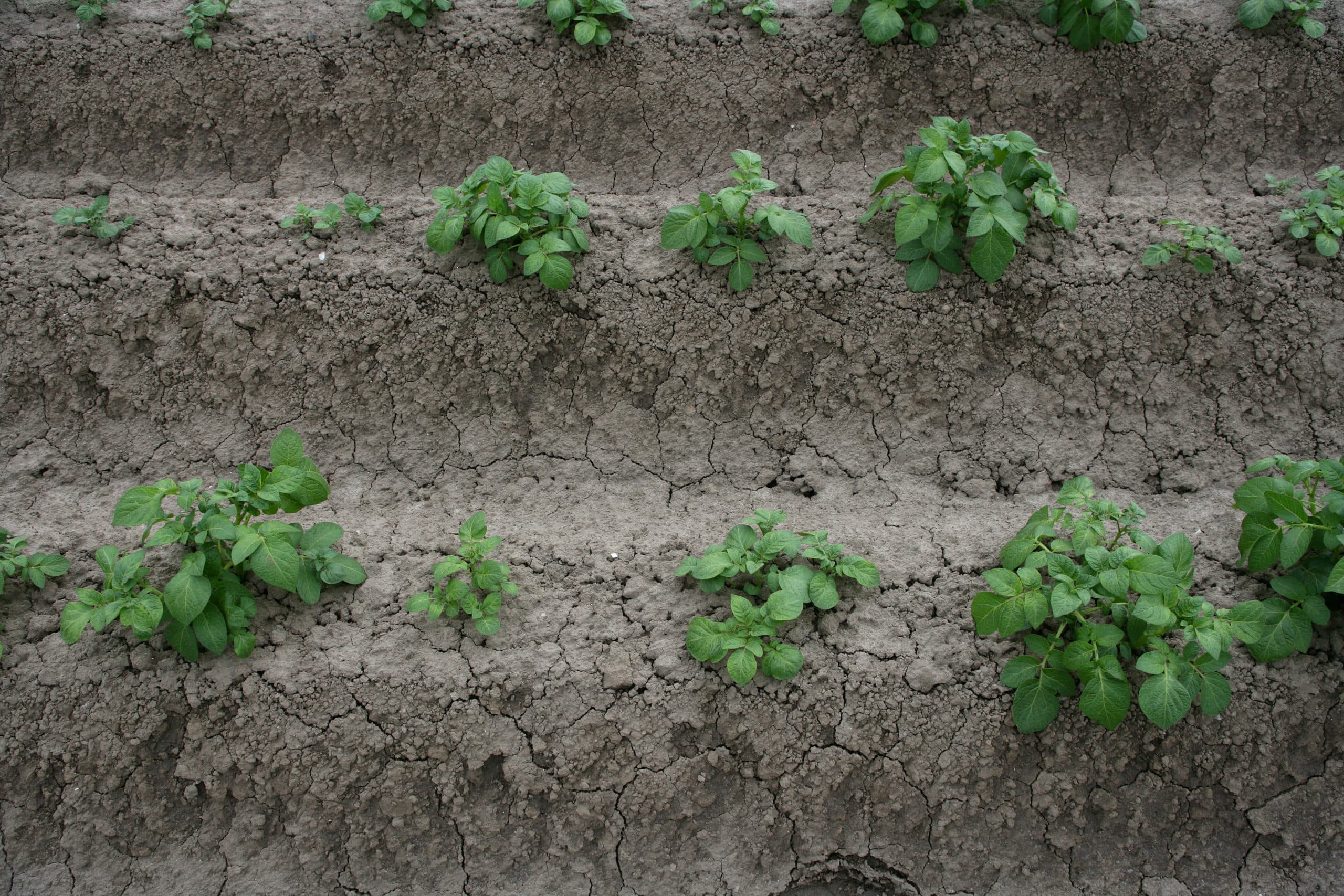 Aardappelgewas. - Foto: Hans Prinsen