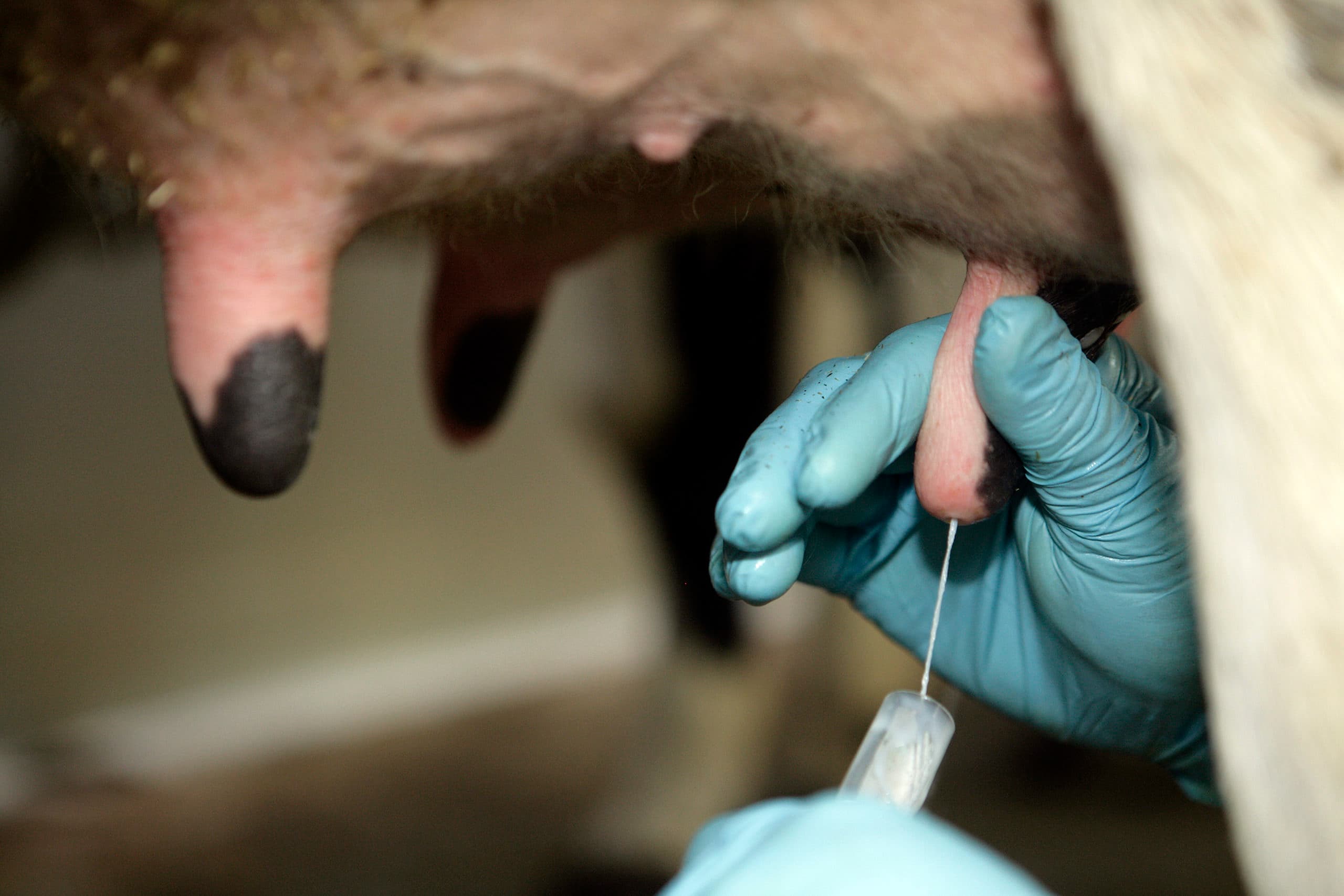 Mastitis is te voorkomen, aldus de GD. - Foto: Henk Riswick