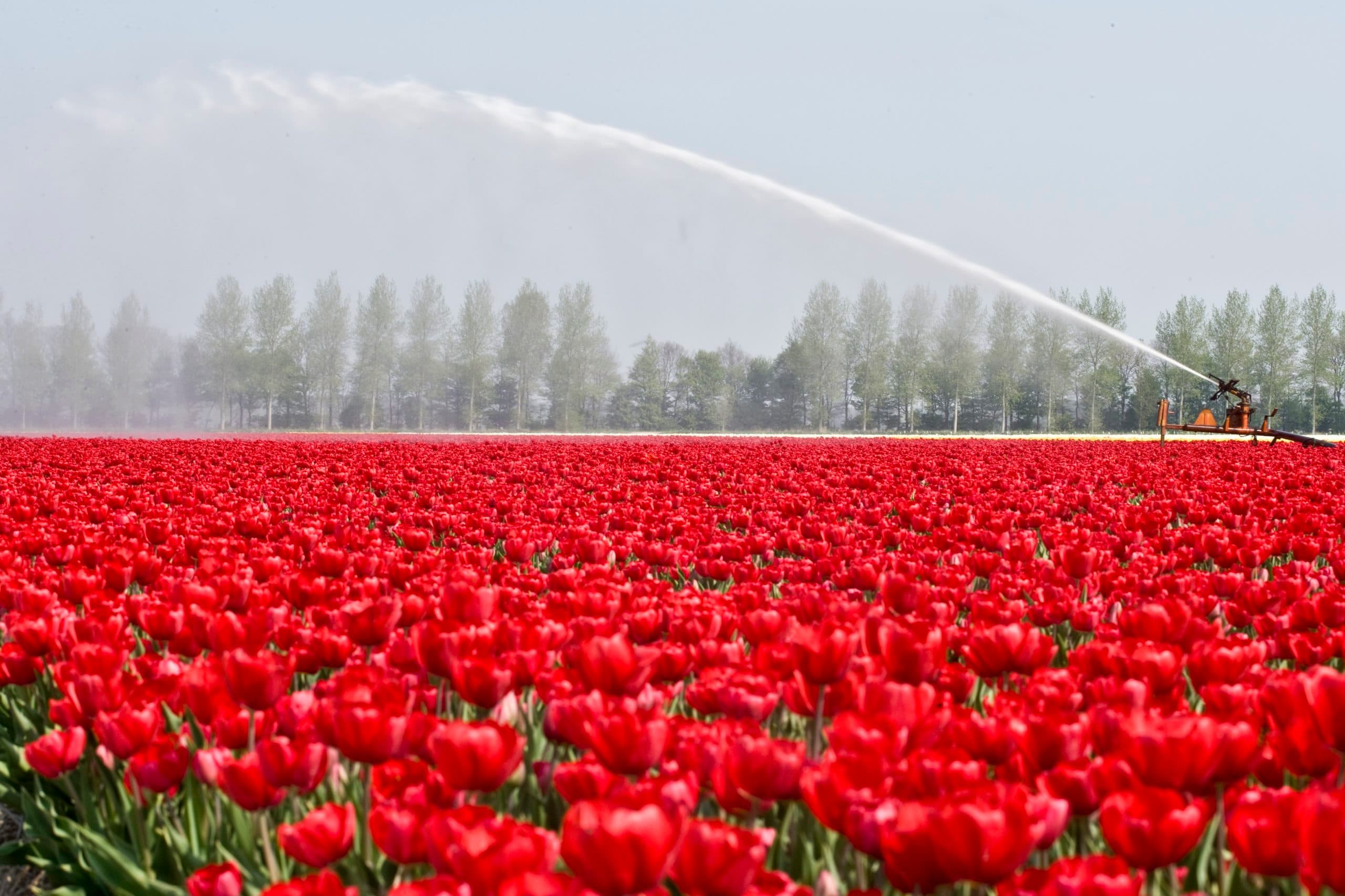 Foto: Koos Groenewold