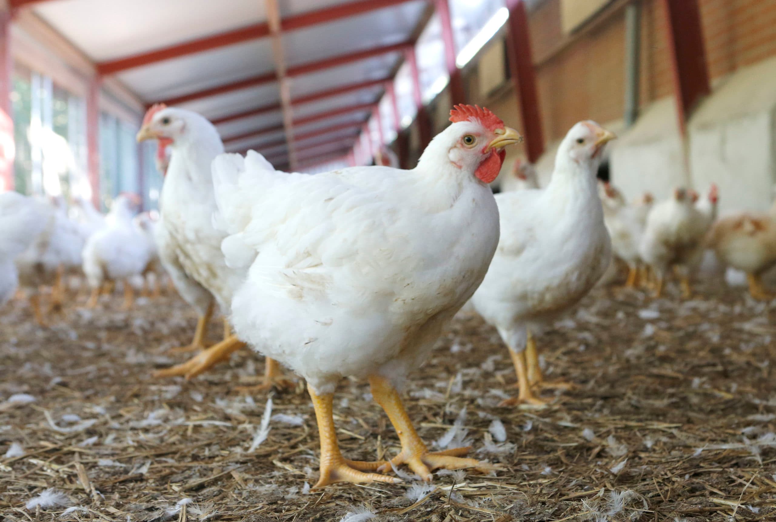 Volwaard-scharrelkuikens groeien in 56 dagen tot een gewicht van zo'n 2,4 kilo. Elke stal moet over een overdekte uitloop beschikken. De productie is maximaal 25 kilo per vierkante meter. - Foto: Bert Jansen