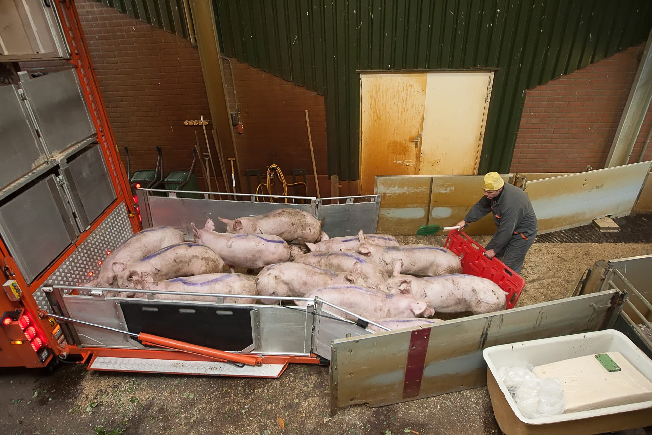 Laden van vleesvarkens. De helft van de varkens draagt Hepatitis E-virus bij zich. - Foto: Ronald Hissink