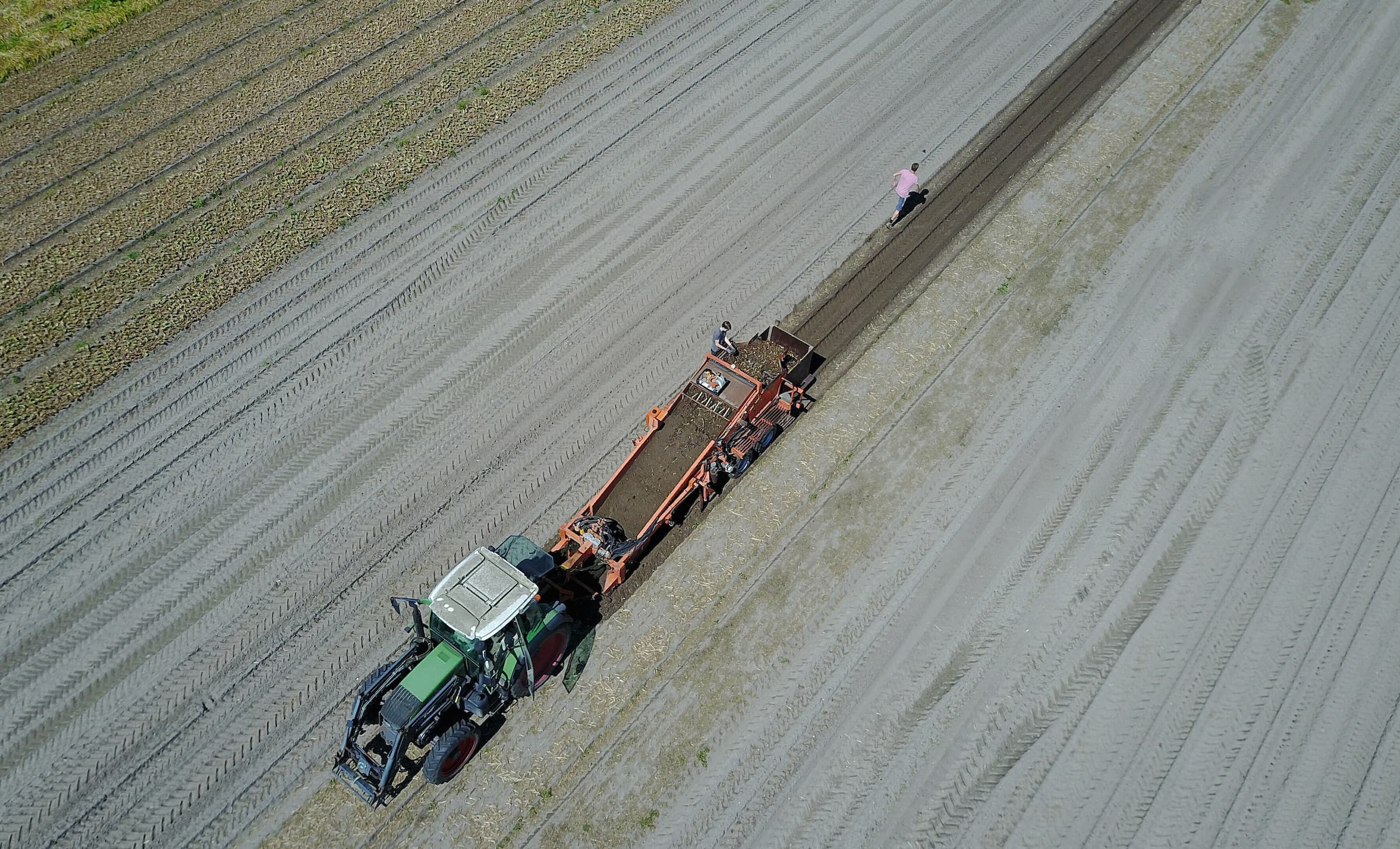 Medewerkers van bollenkweker JUB Holland uit Noordwijkerhout rooiden dinsdag het laatste tulpenperceel. Nog nooit eerder zijn in Nederland zoveel tulpenbollen uit de grond gehaald als dit jaar, zo maakte branchevereniging KAVB bekend. Sinds 2000 is de teeltoppervlakte van tulpen met 36% gegroeid tot bijna 12.000 hectare nu. Er zijn 880 tulpenkwekers in Nederland.  Door de hitte in mei en juni zijn de bollen minder hard gegroeid, waardoor JUB iets minder kilo s rooit. De oogst was in 25 jaar nooit zo vroeg klaar. JUB Holland is dit jaar uitgeroepen tot de beste tuinbouwondernemer van Nederland. Het familiebedrijf exporteert bloembollen naar 40 landen, kweekt zo n 4 miljoen snijtulpen en ontwikkelt nieuwe soorten. Foto: Vidiphoto