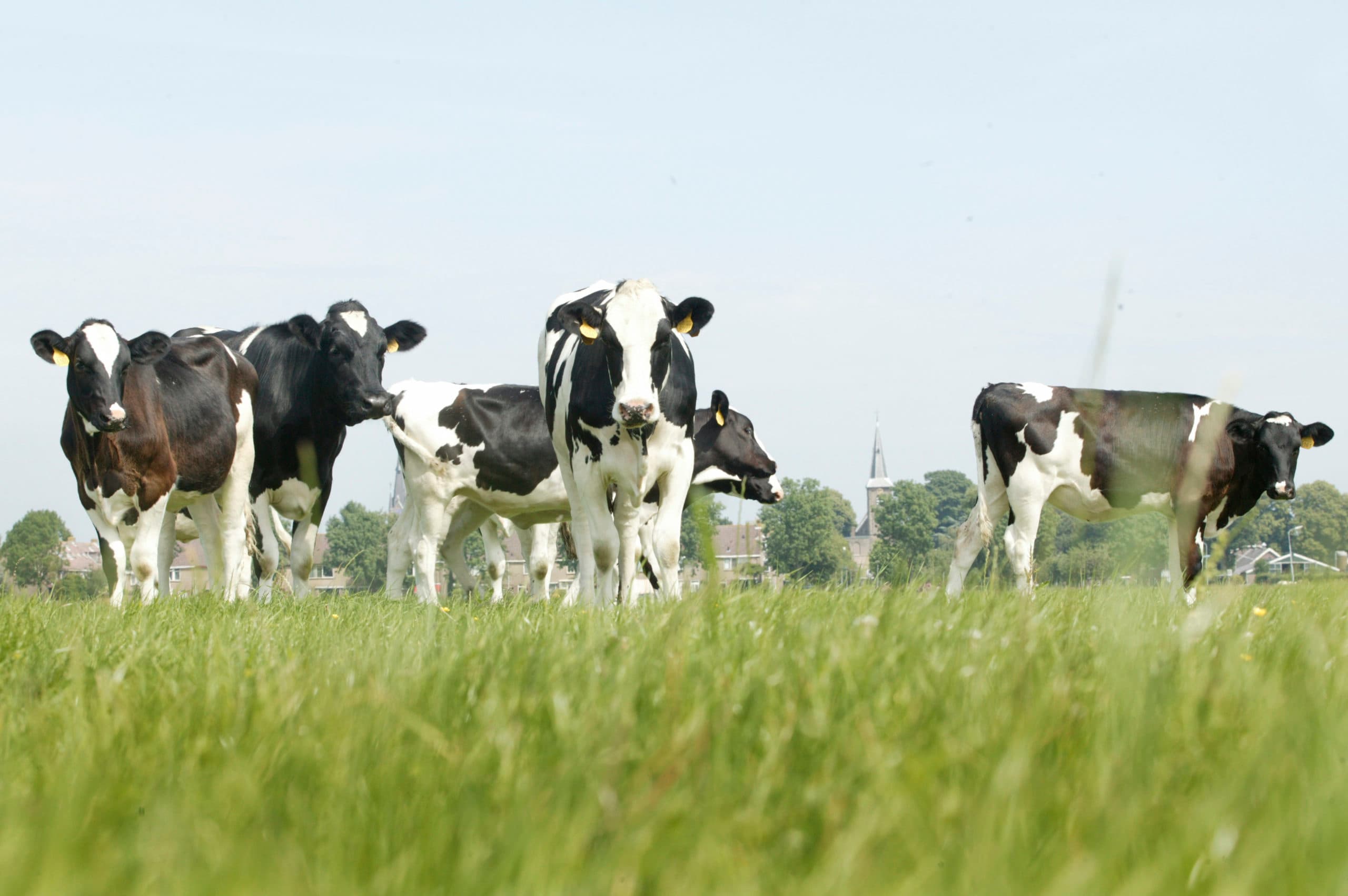 Foto: Koos Groenewold