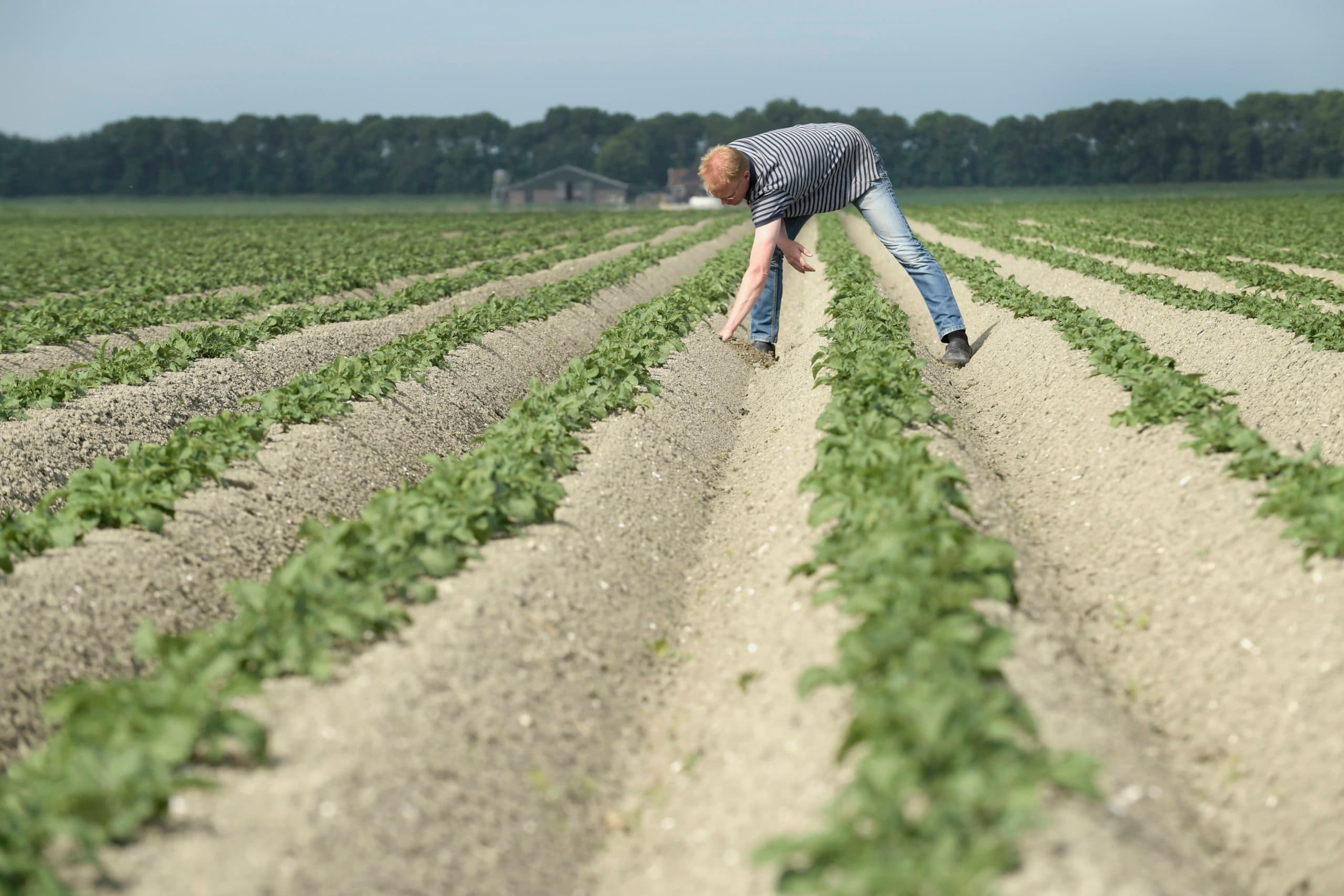 Bemesten om de bodem te voeden geeft op den duur gewassen die beter bestand zijn tegen ziekten, plagen, droogte of nattigheid. Foto: Cor Salverius