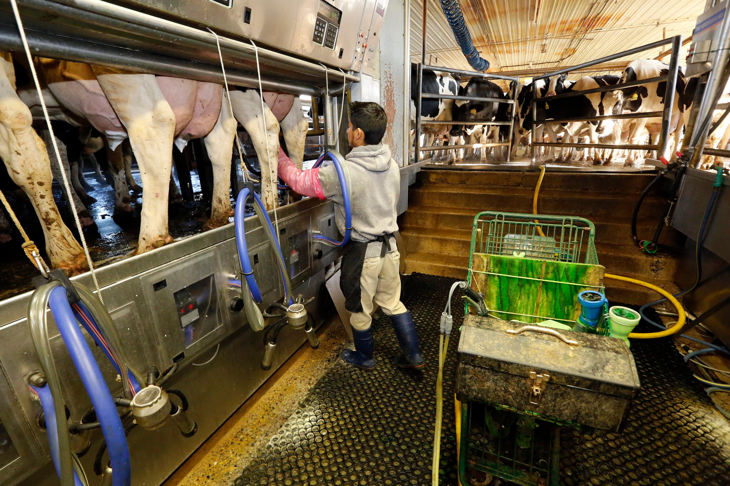 Melkveebedrijf in Michigan (VS). De melkproductie van de Verenigde Staten is de laatste jaren fors gegroeid. - Foto: Henk Riswick