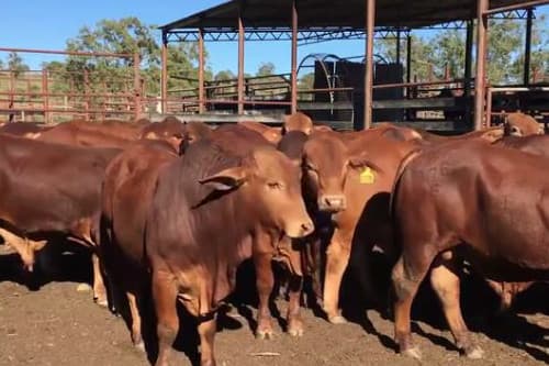 Foto: screenshot vam de film over het nieuwe vleesveeras. Te zien op: www.queenslandcountrylife.com.au