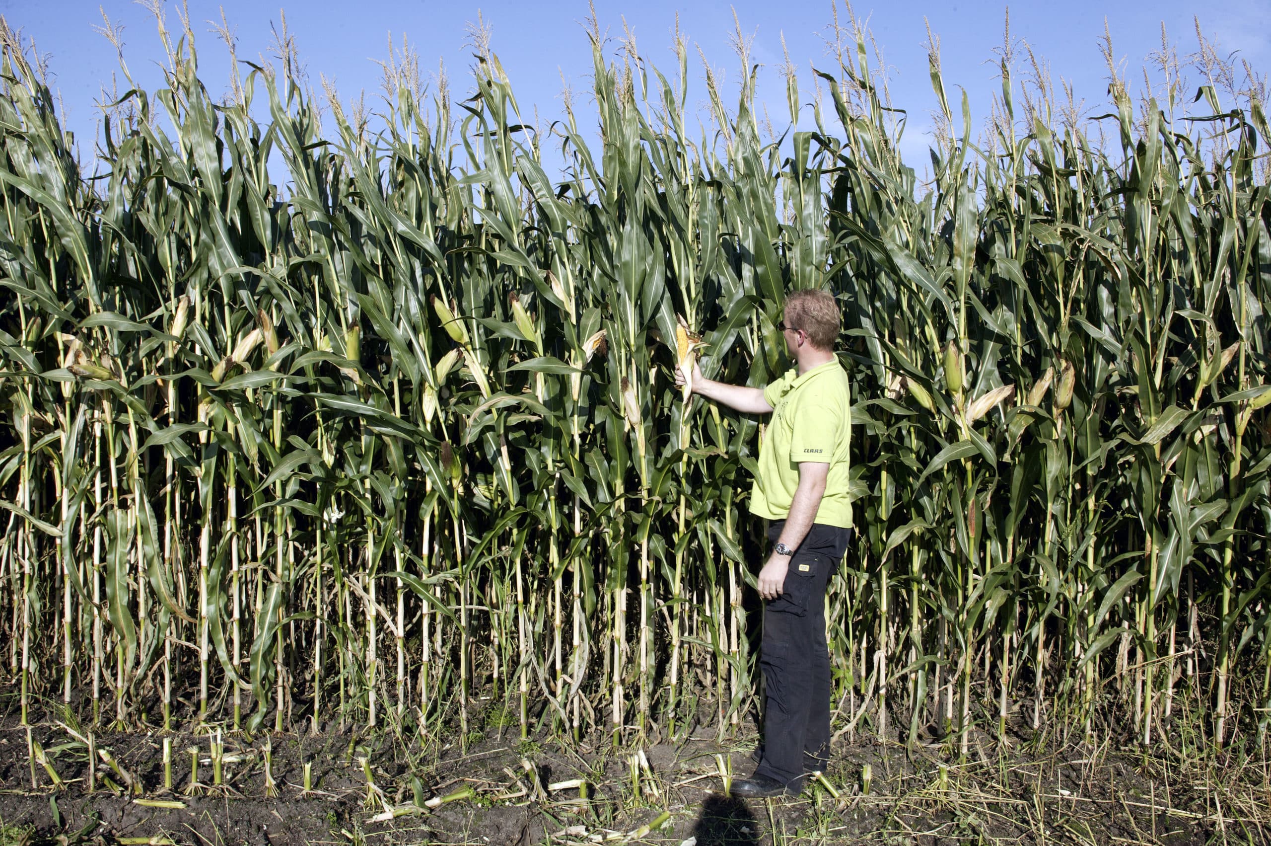 Als de maisplanten hoog staan, vormen ze een dichte groene muur. Wie dat niet kent, vindt het vaak maar niks. Anderen vinden die groene schutting juist prachtig. - Foto: Hans Prinsen