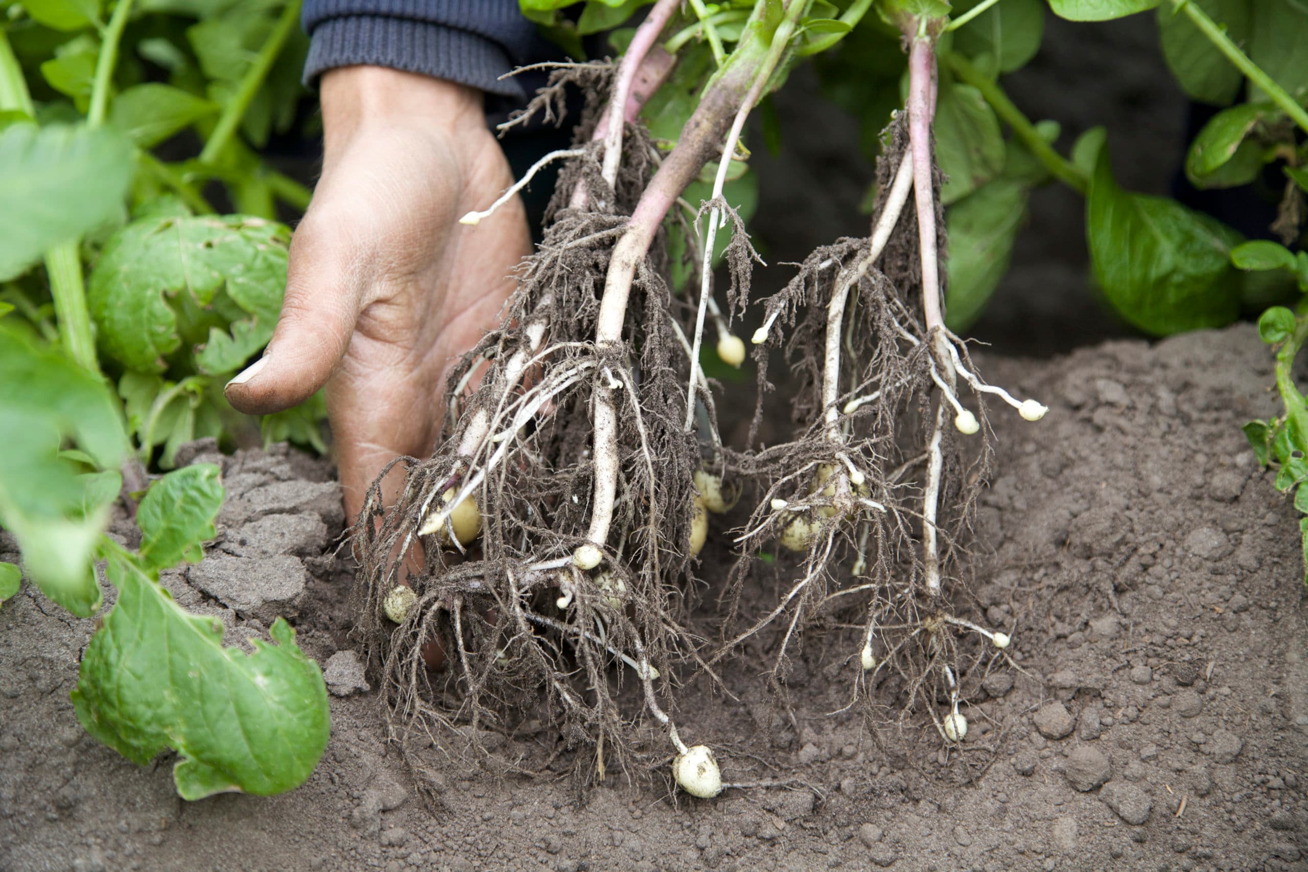 Vlaamse telers maken zich zorgen over de knolzetting bij aardappelen. - Foto: jan Willem Schouten