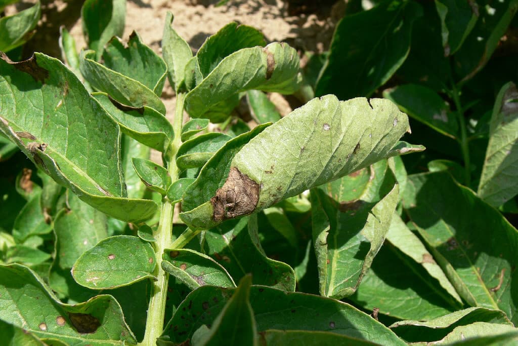 Foto: Syngenta